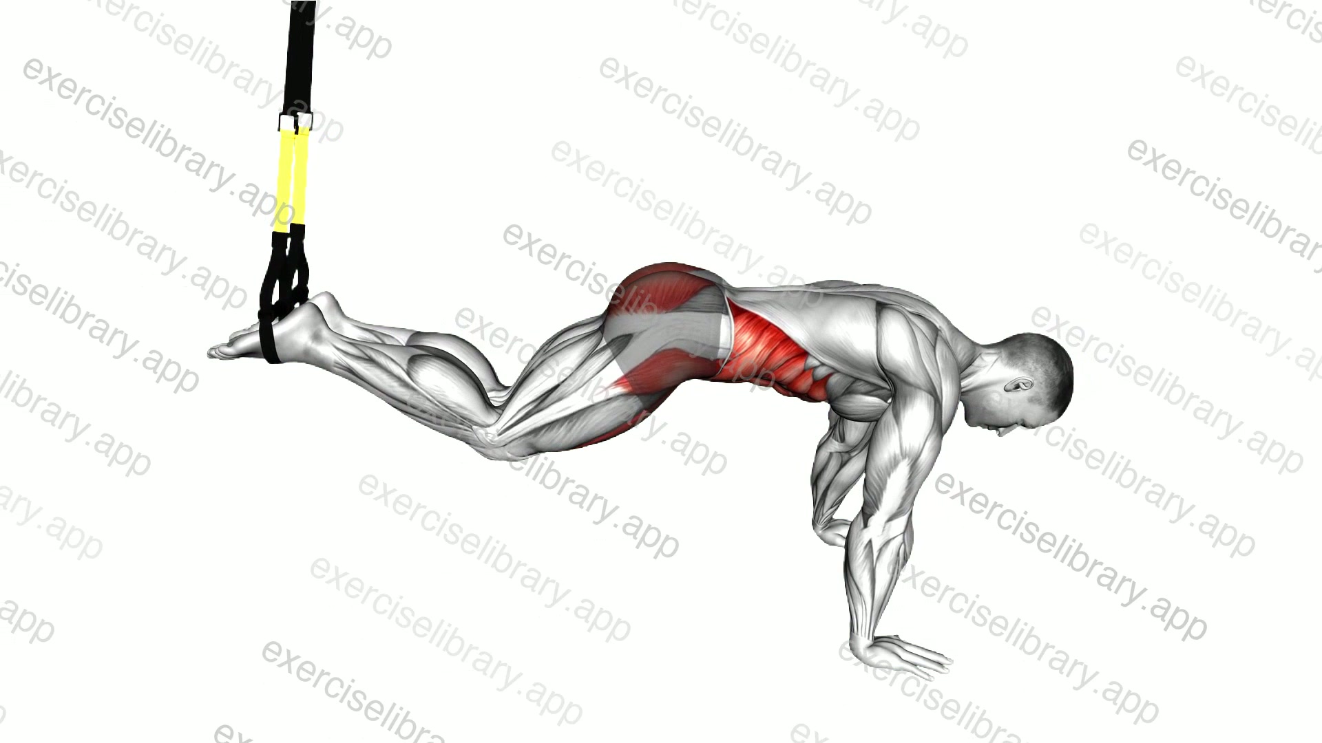 Suspender Reverse Crunch demonstration