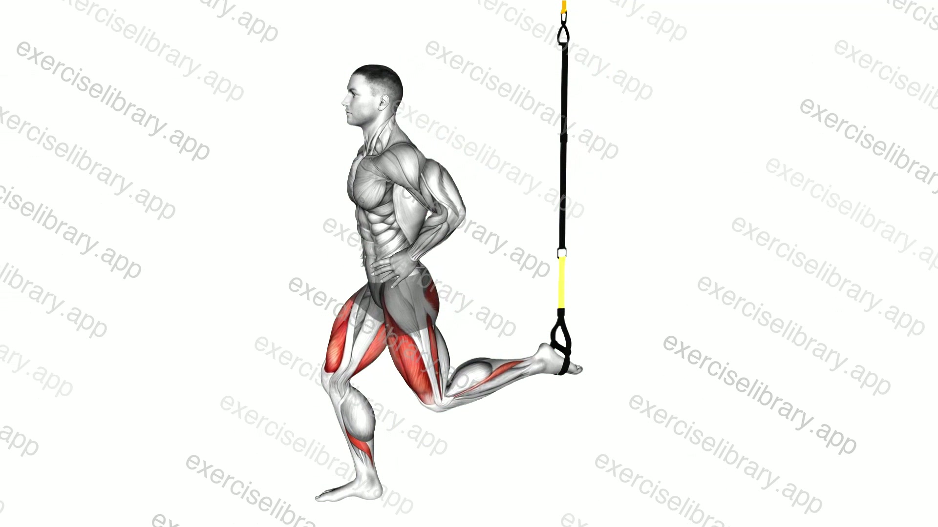 Suspender Split Squat demonstration