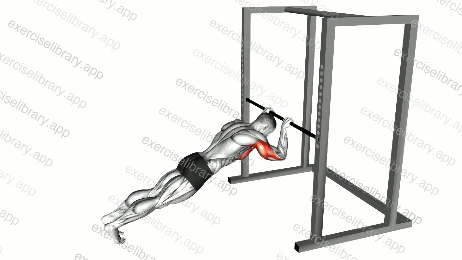 Triceps Press demonstration
