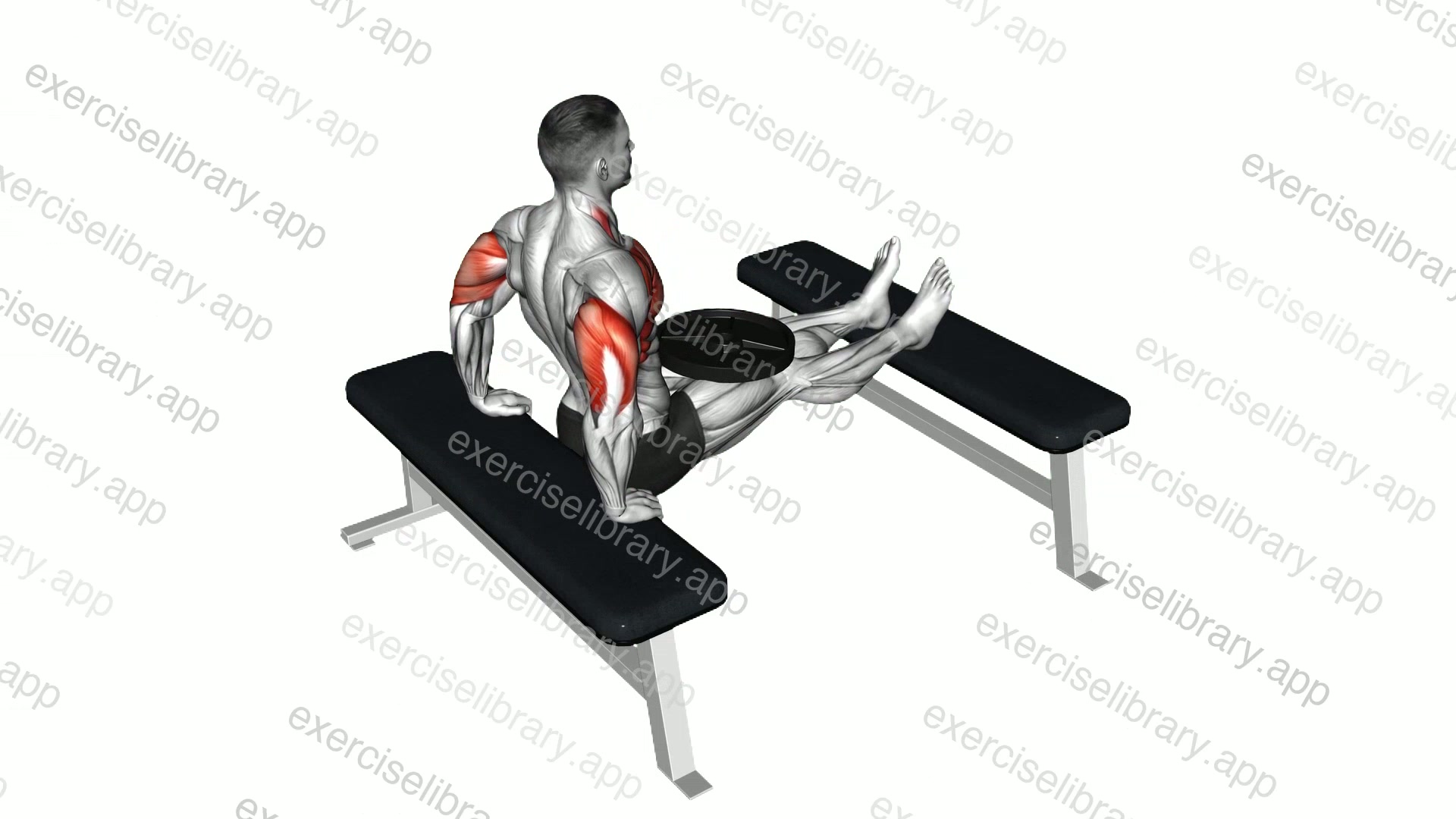 Weighted Bench Dip demonstration