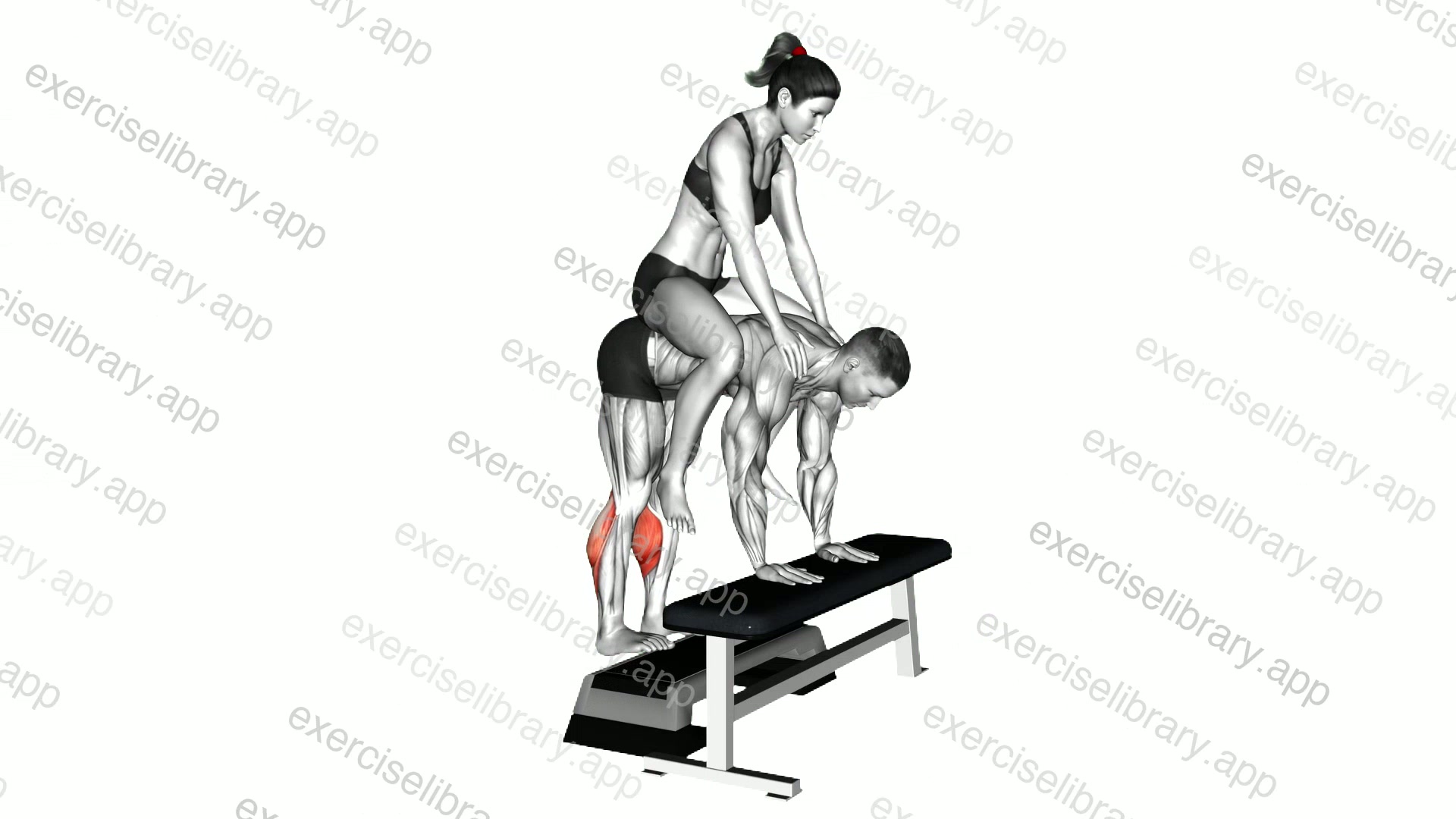 Weighted Donkey Calf Raise demonstration