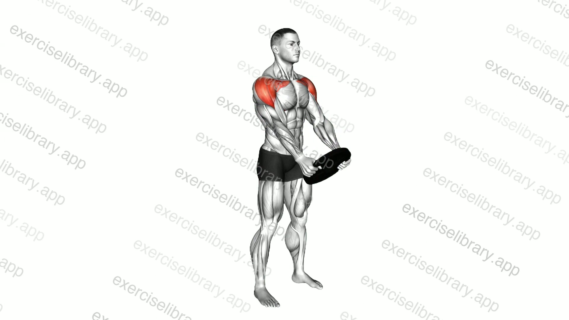 Weighted Front Raise demonstration