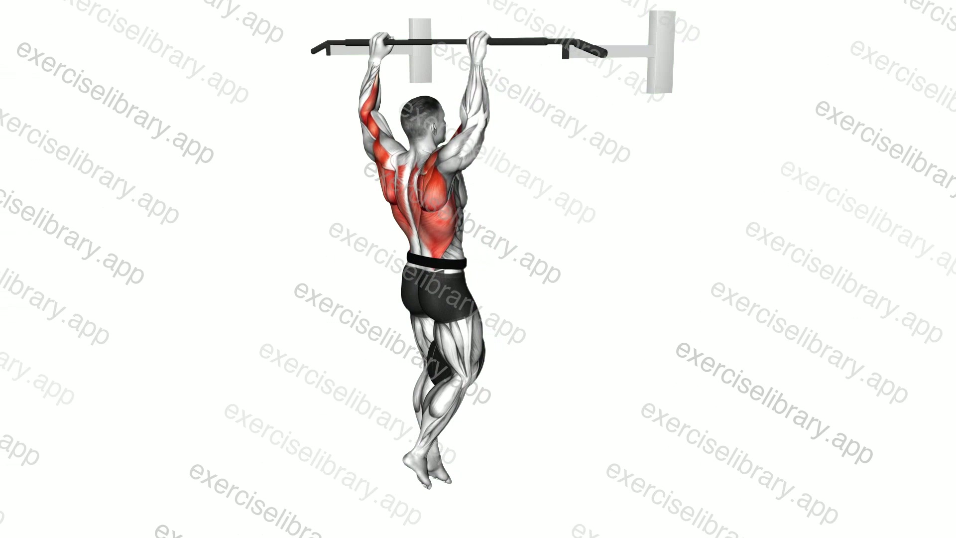 Weighted Pull-up demonstration