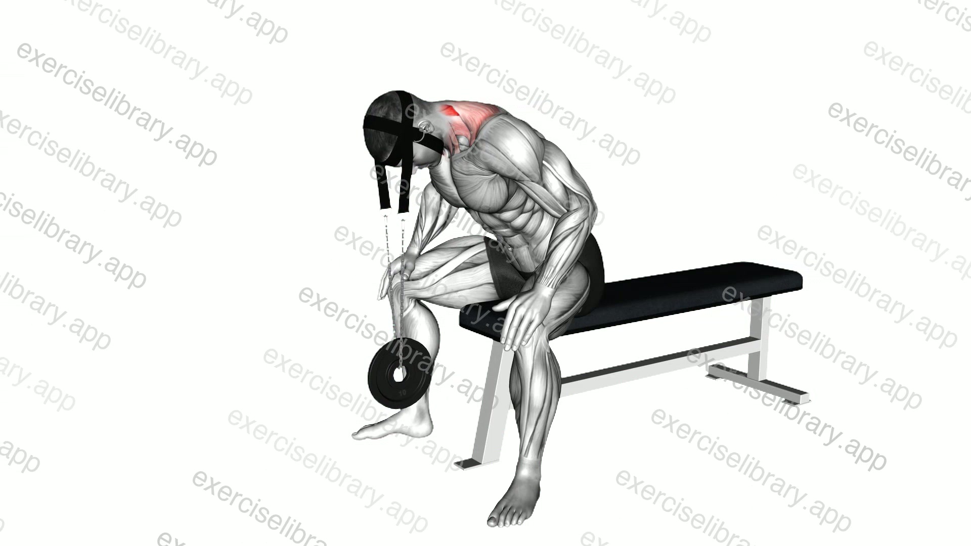 Weighted Seated Neck Extension demonstration