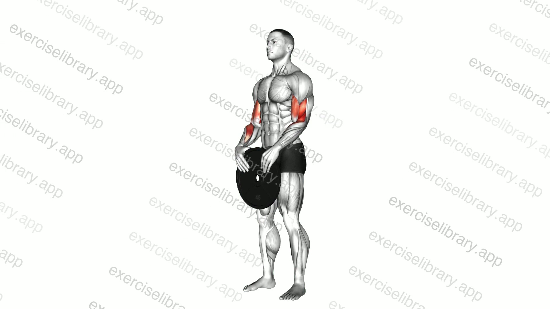 Weighted Standing Curl demonstration