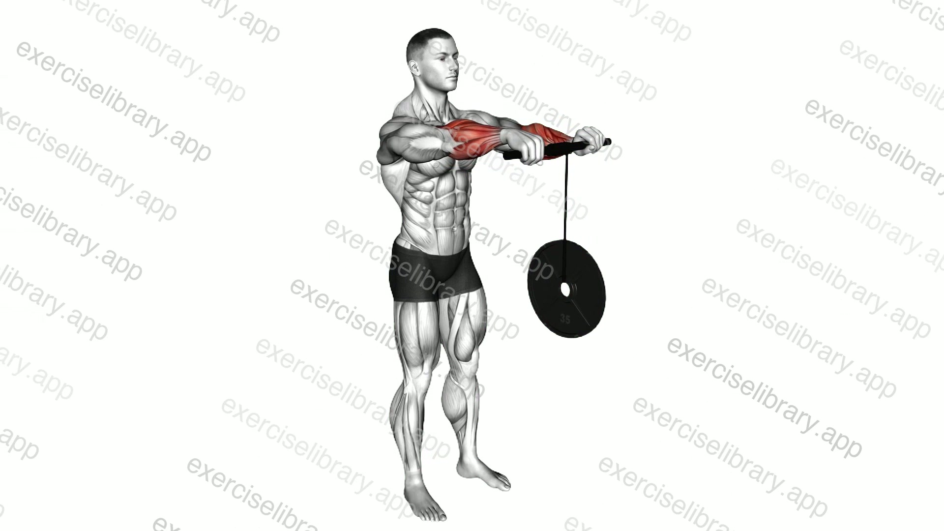 Wrist Roller demonstration
