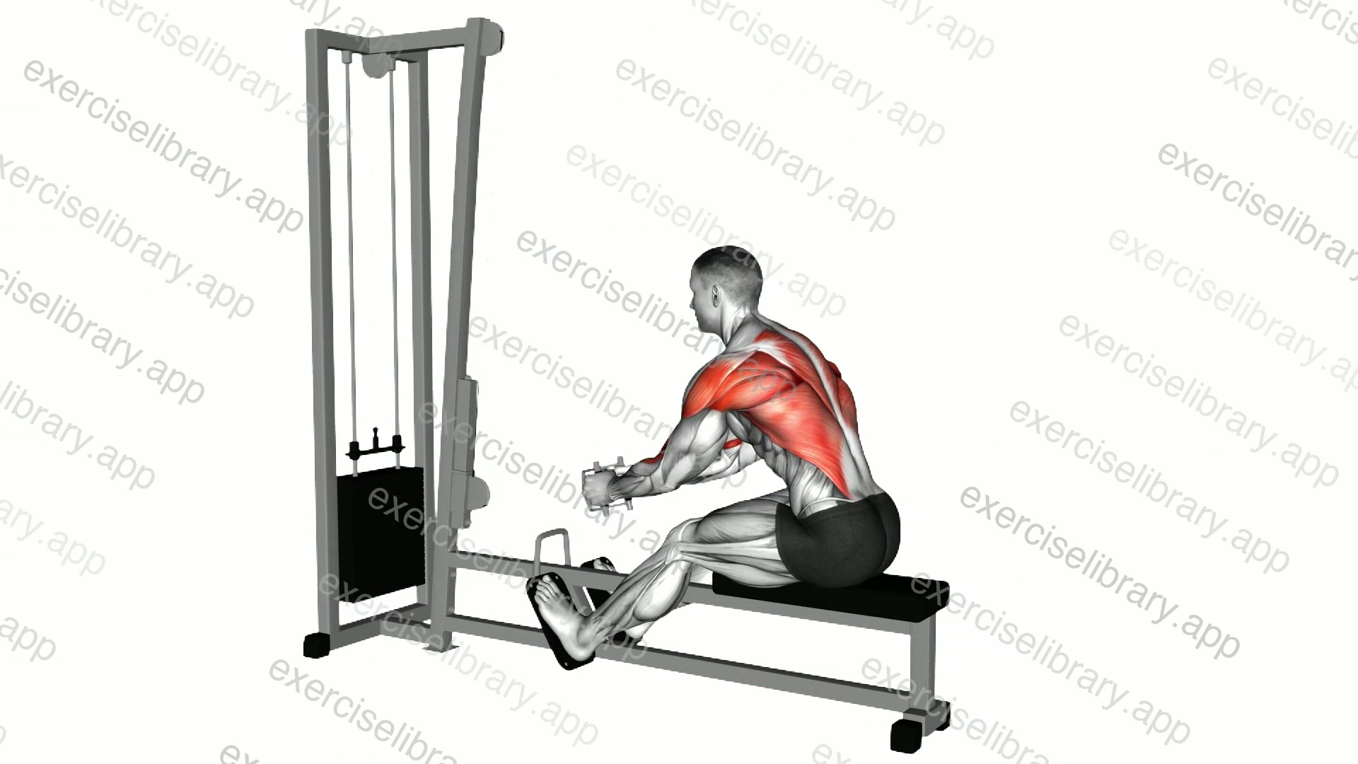 Cable seated row demonstration