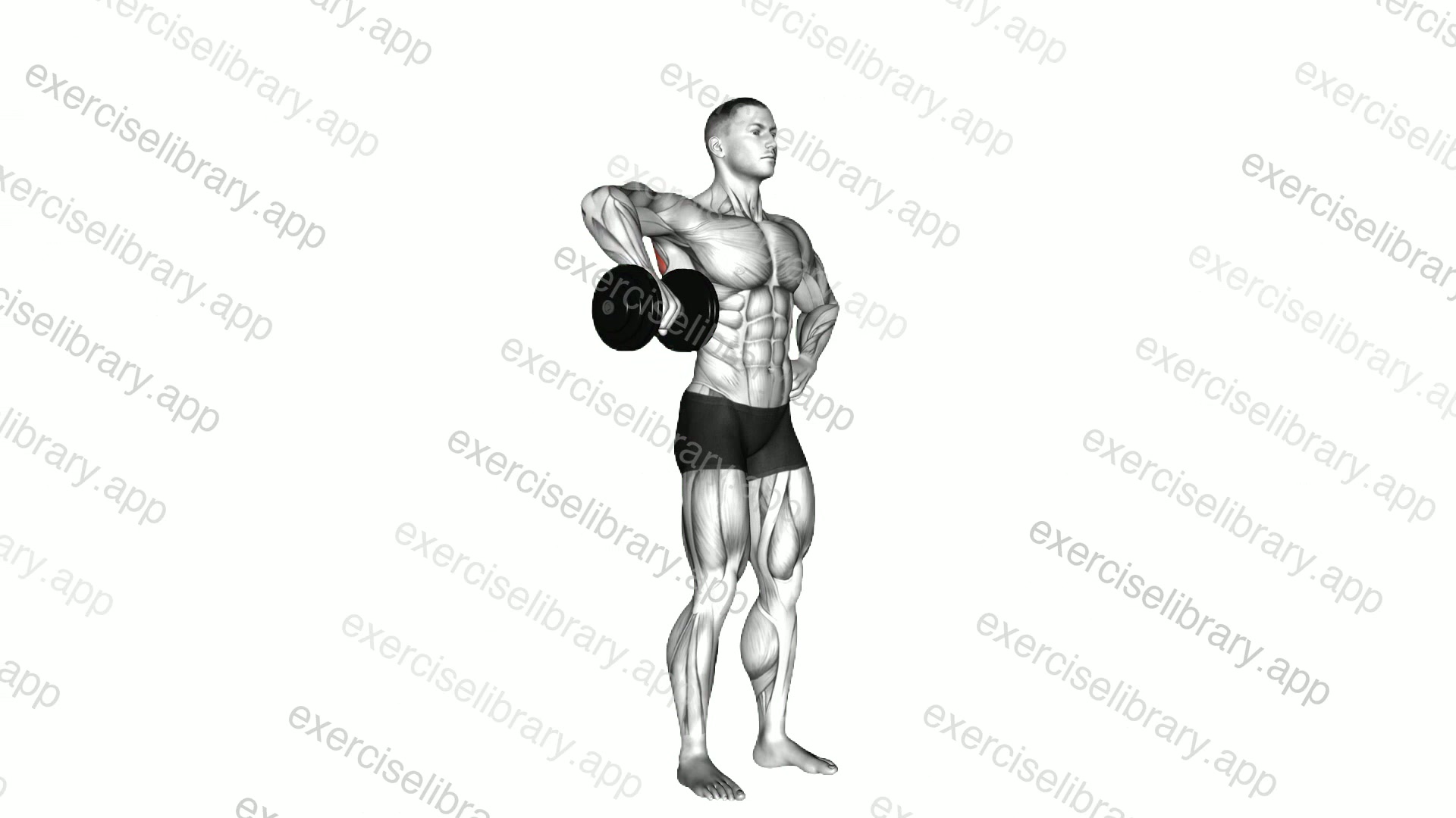 Dumbbell Upright Shoulder External Rotation demonstration