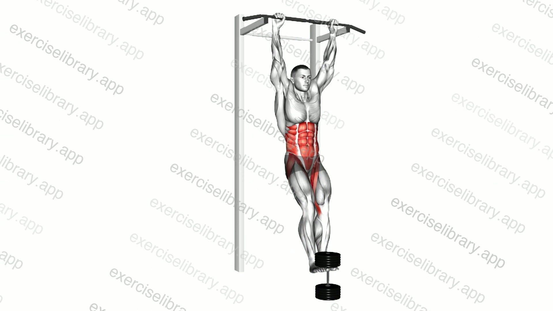 Weighted Hanging leg hip raise demonstration