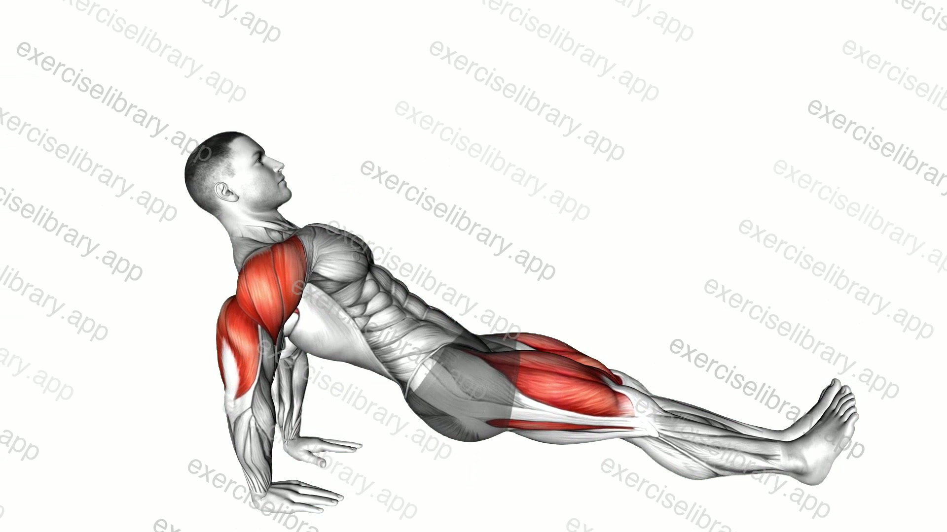 Reverse plank demonstration