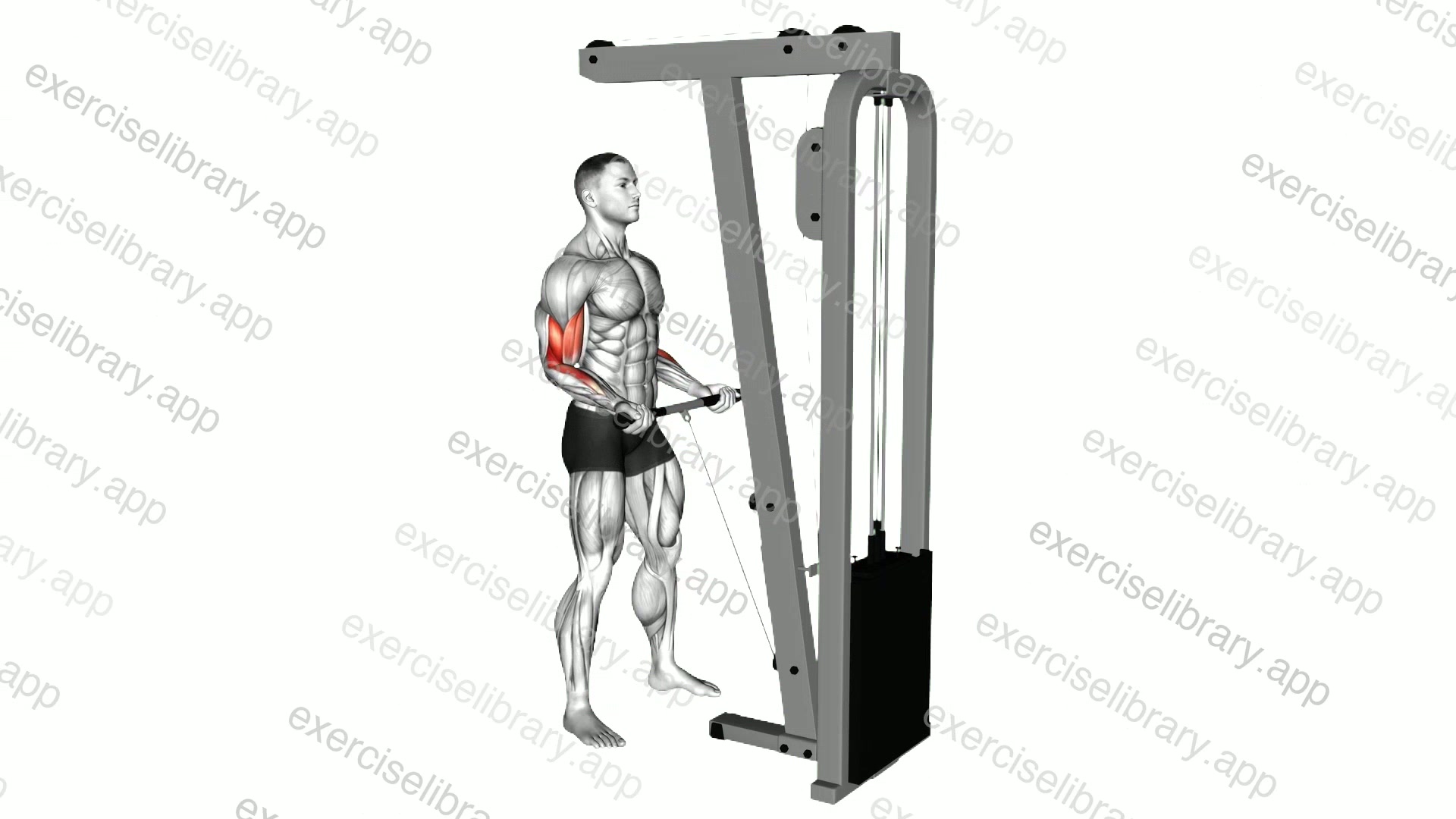 Cable Curl demonstration