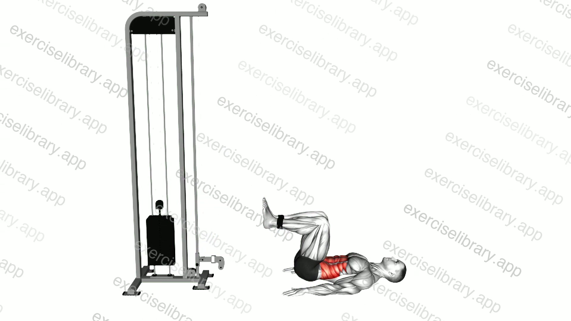 Cable Reverse Crunch demonstration