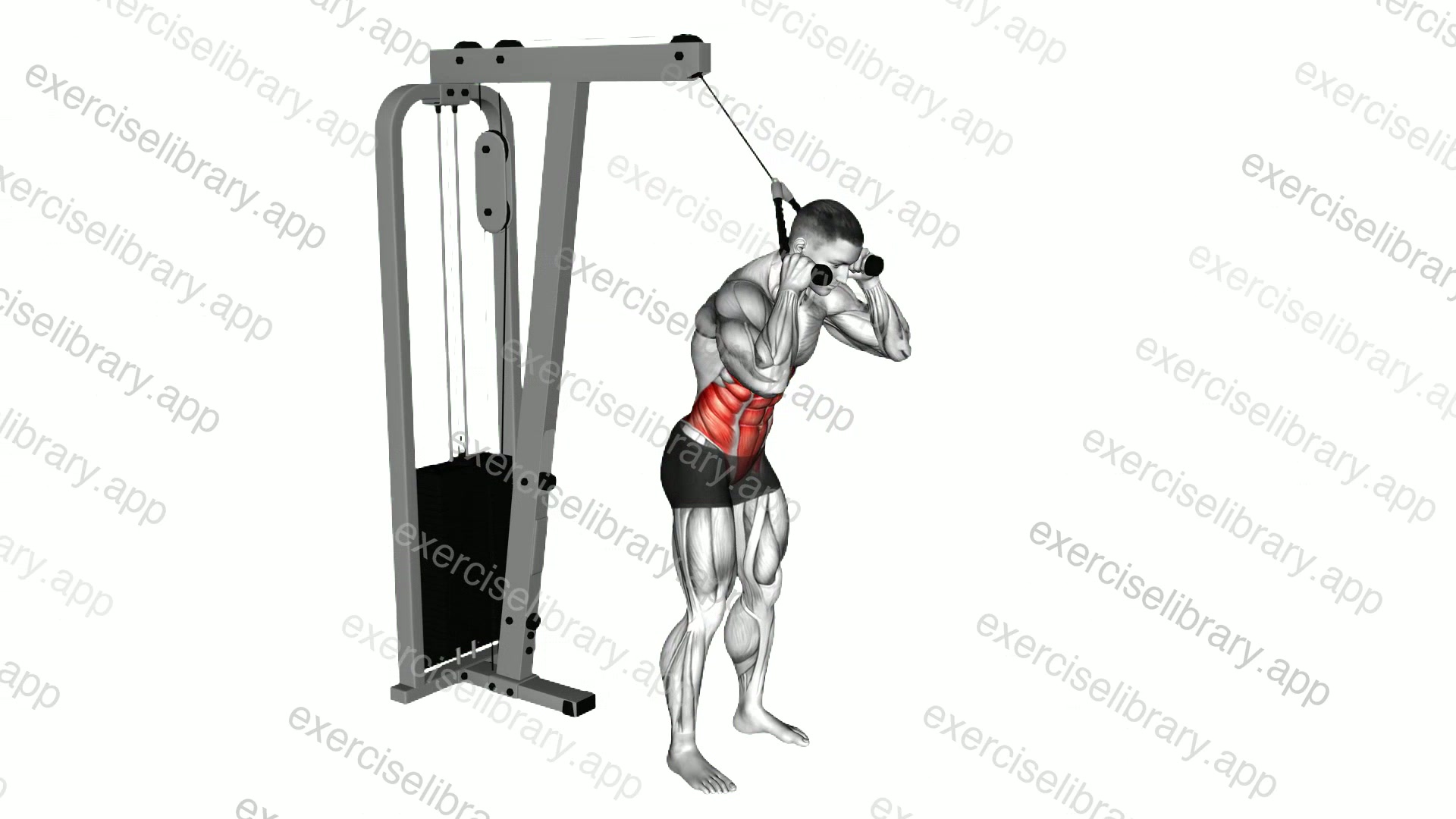 Cable Standing Crunch demonstration