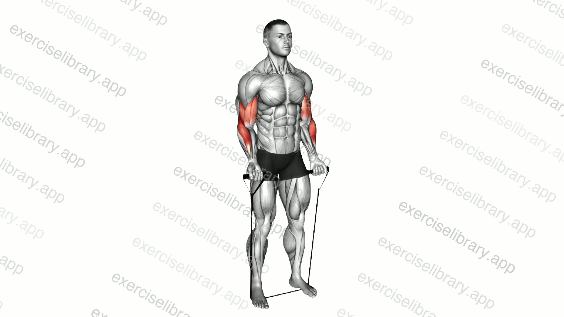 Band alternating biceps curl demonstration