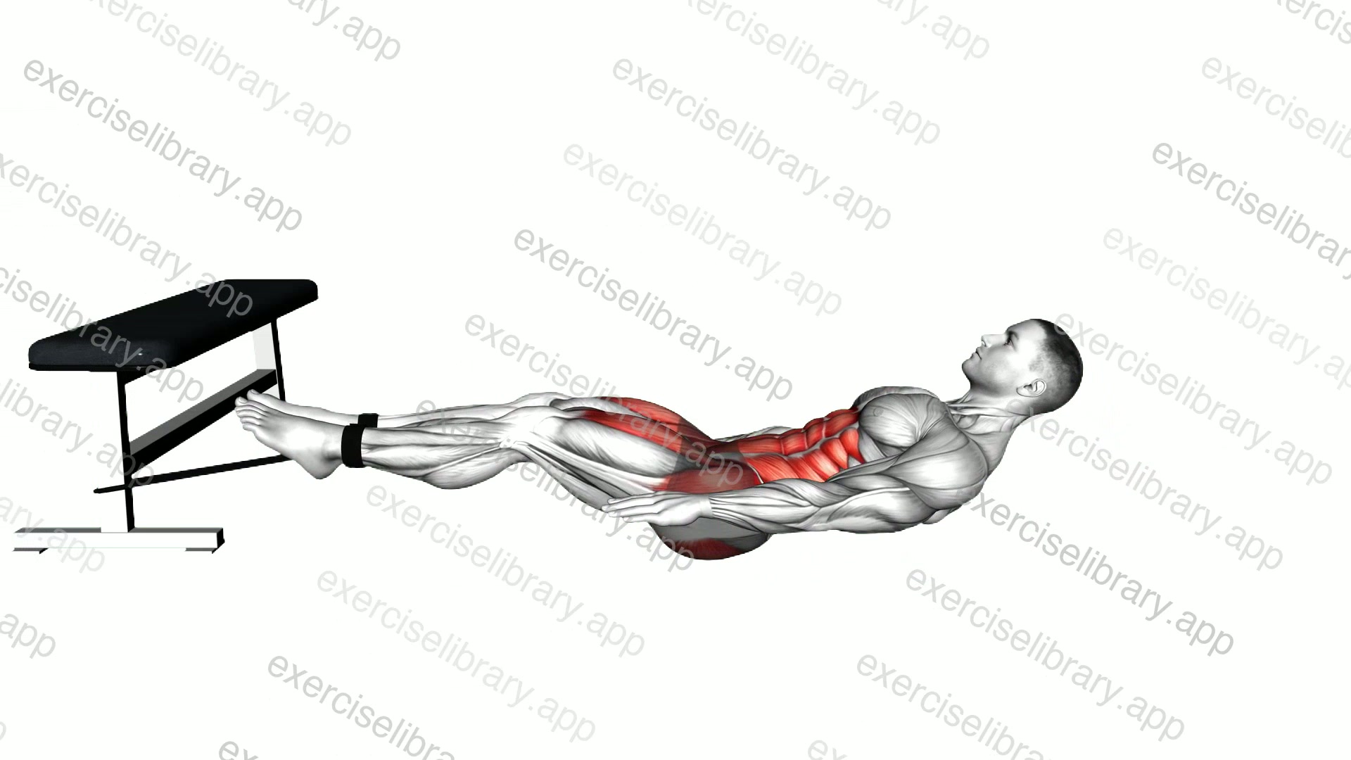 Band Jackknife Sit-up demonstration