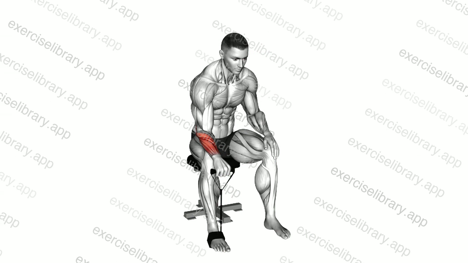 Band Reverse Wrist Curl demonstration