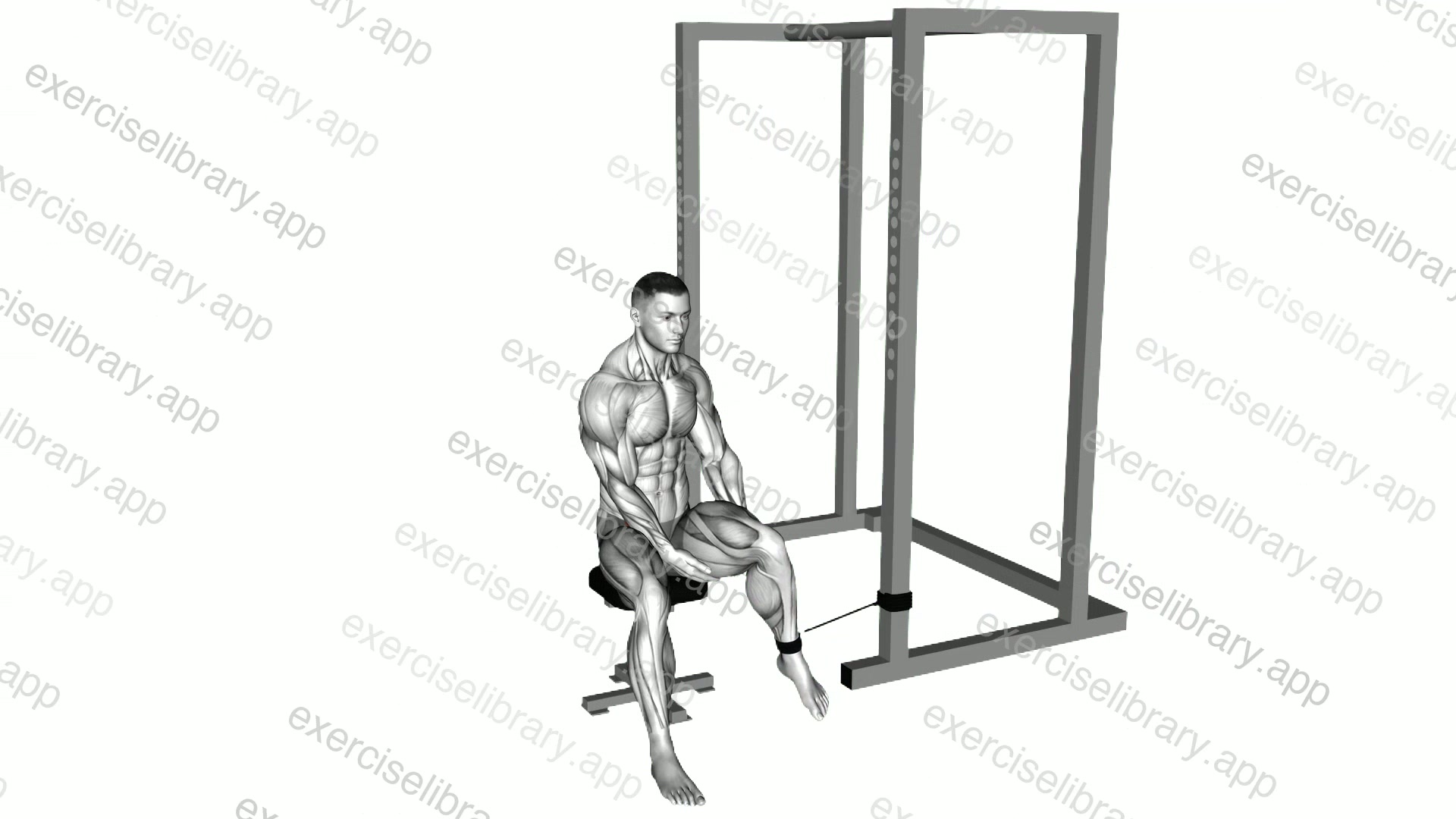 Band Seated Hip External Rotation demonstration