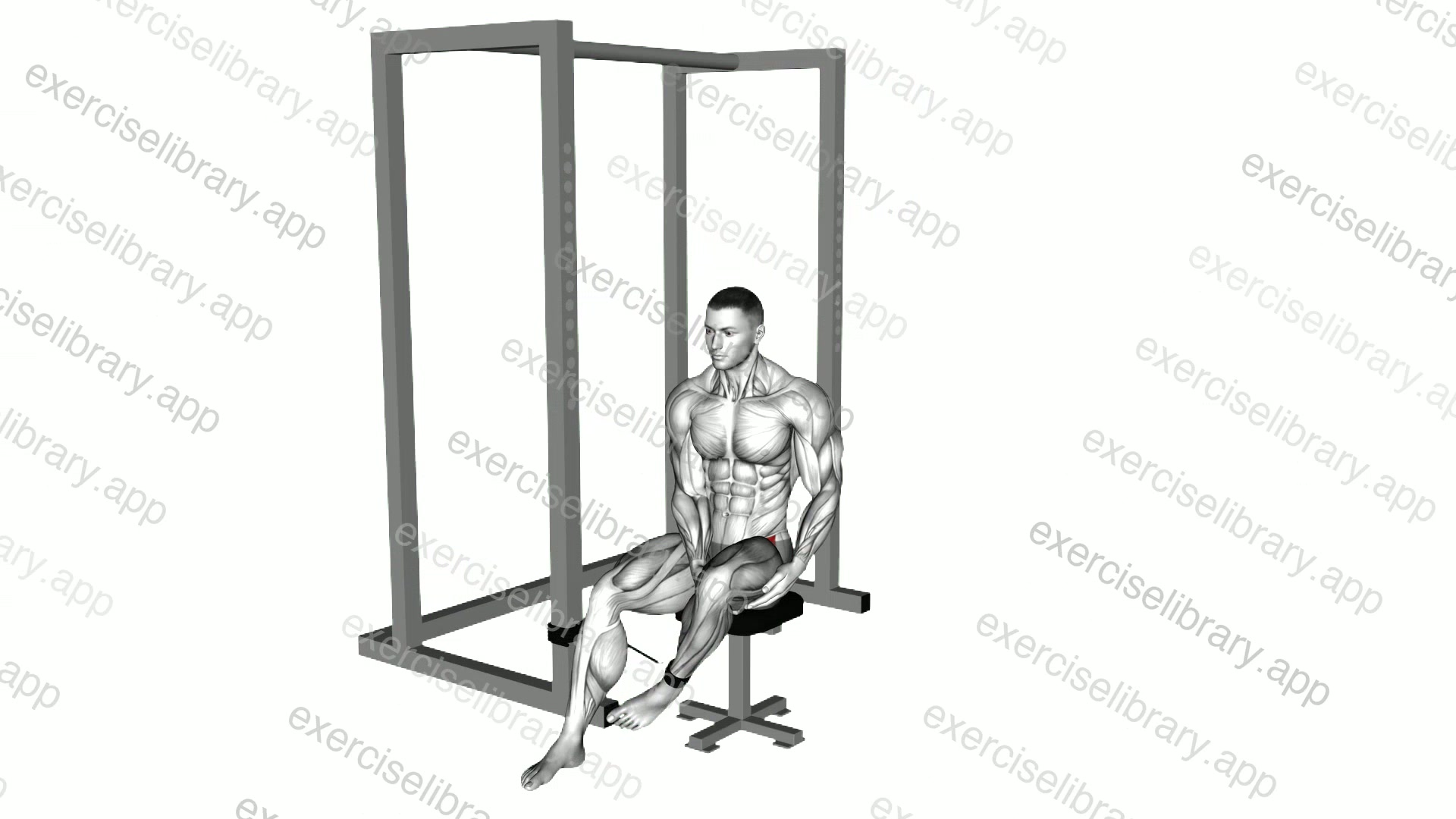 Band Seated Hip Internal Rotation demonstration