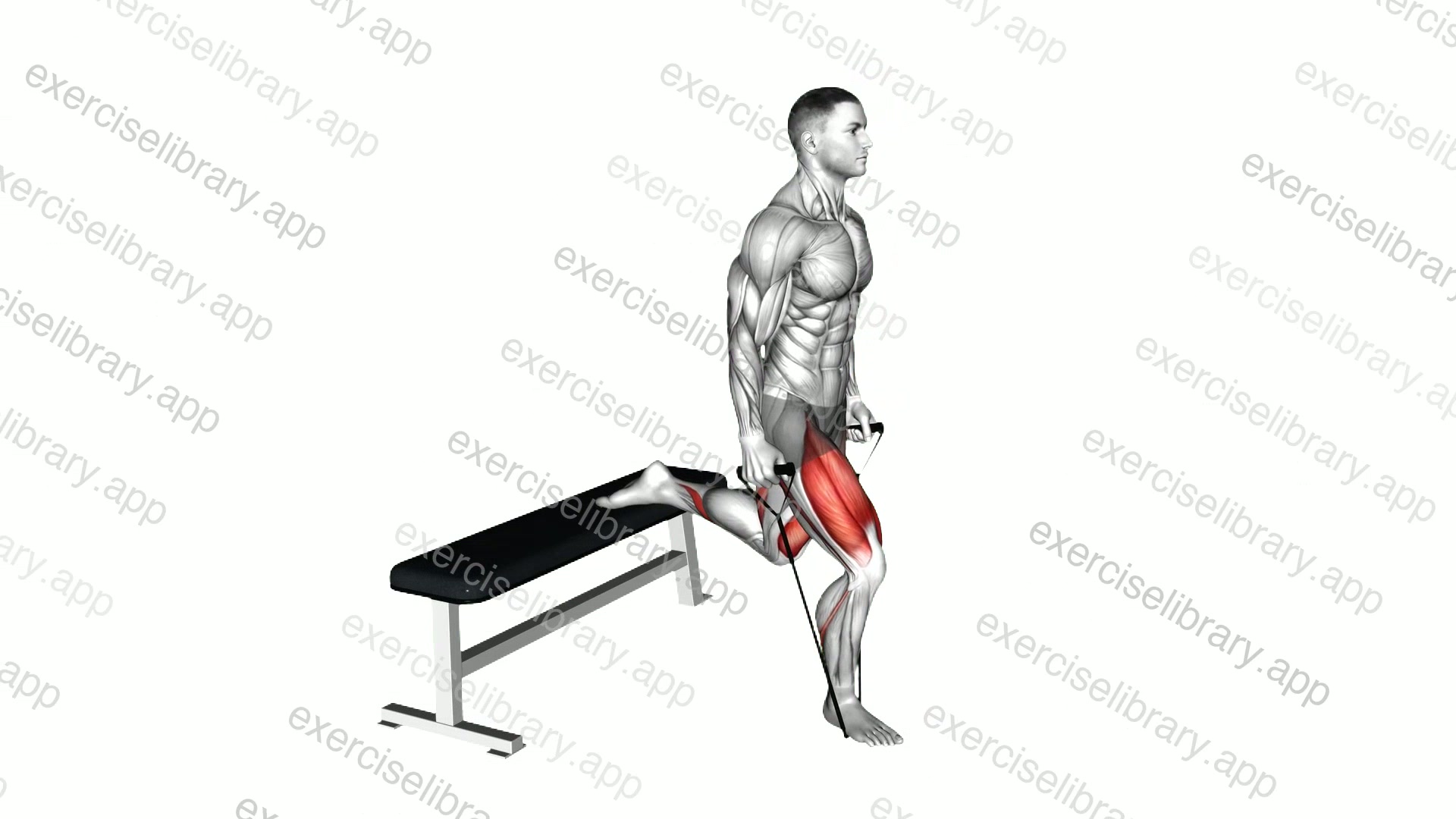 Band single leg split squat demonstration
