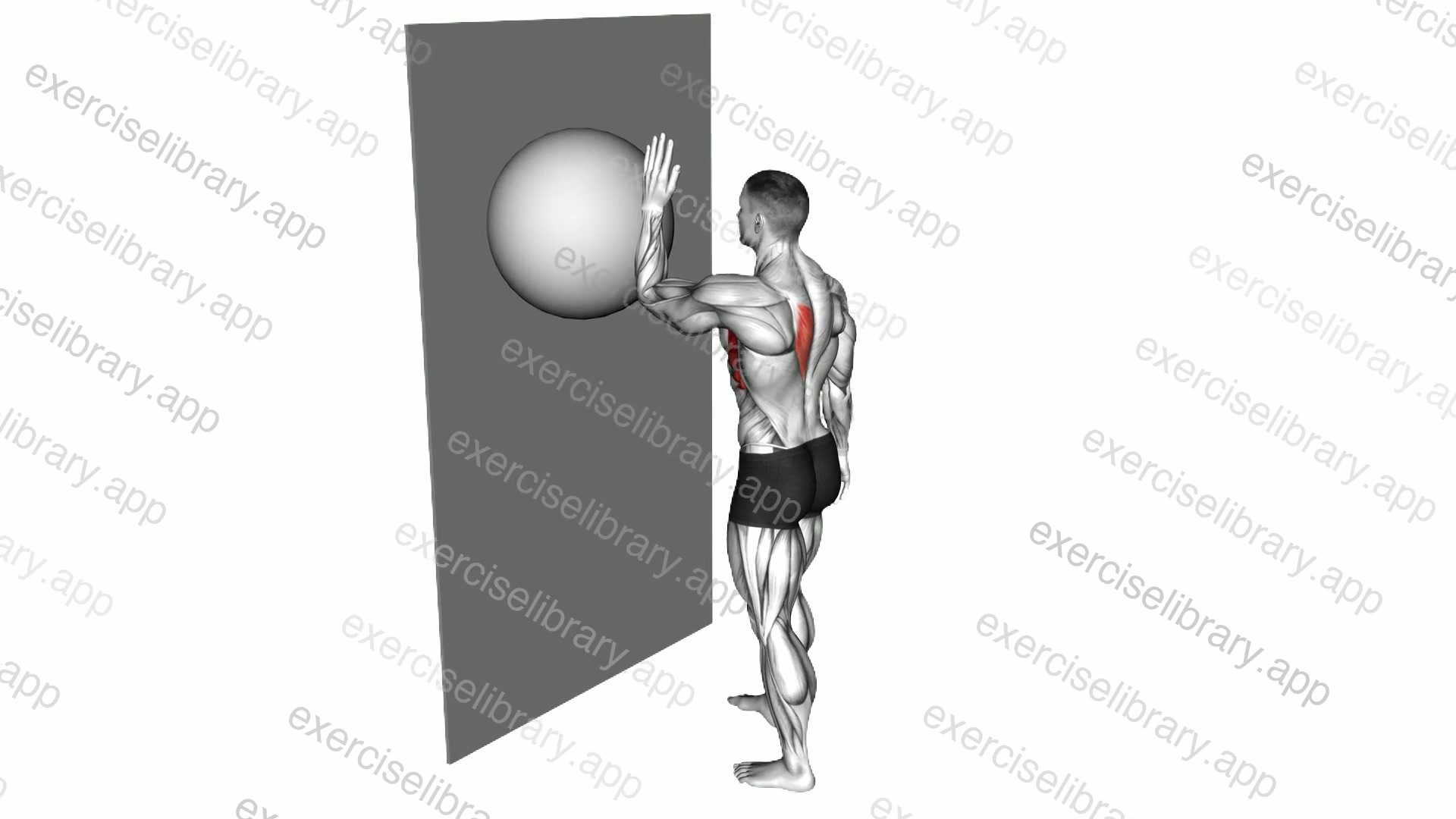 Exercise Ball Serratus Wall Single Leg Slide demonstration