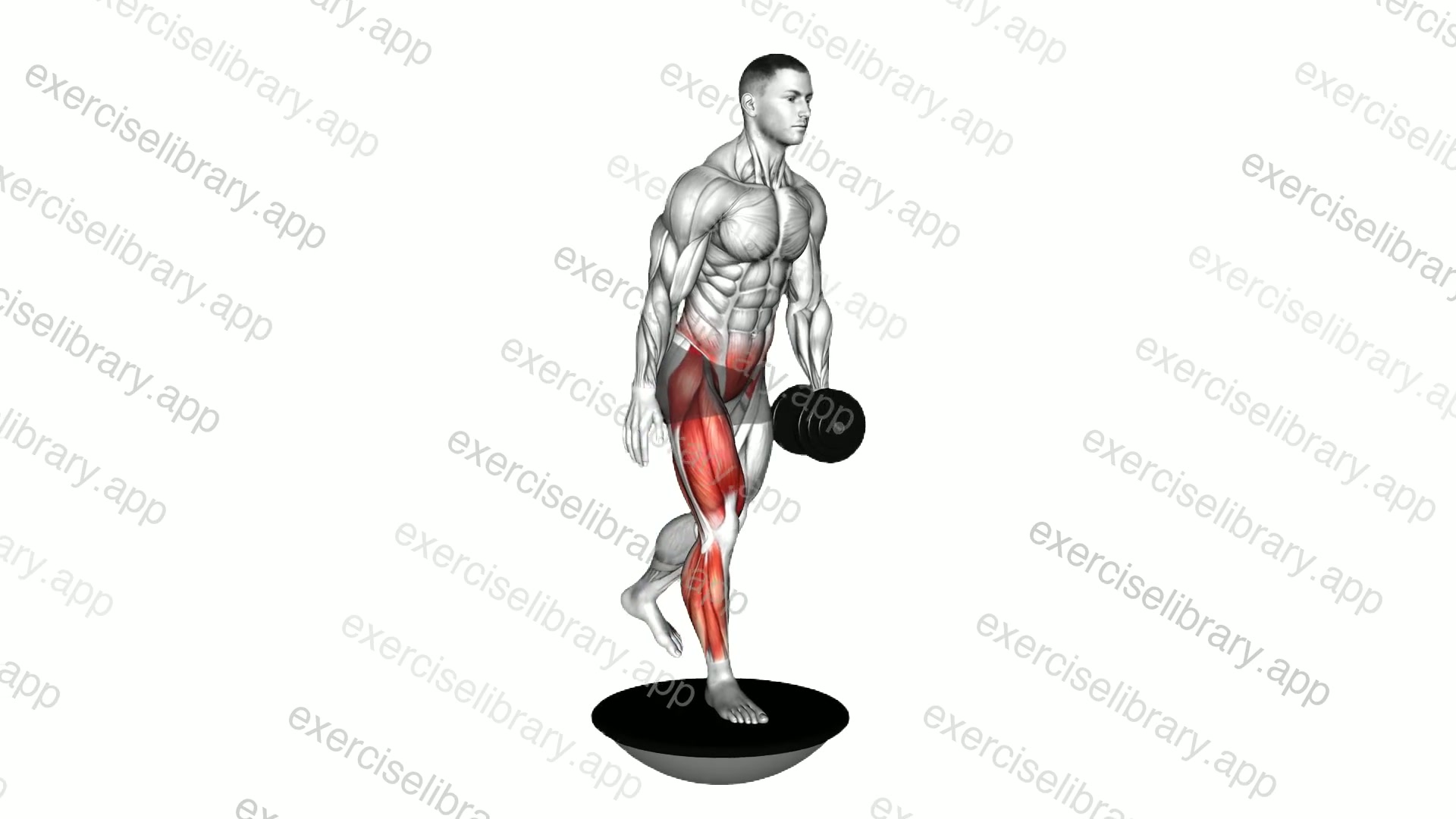 Dumbbell Bosu Ball Single Leg Deadlift demonstration