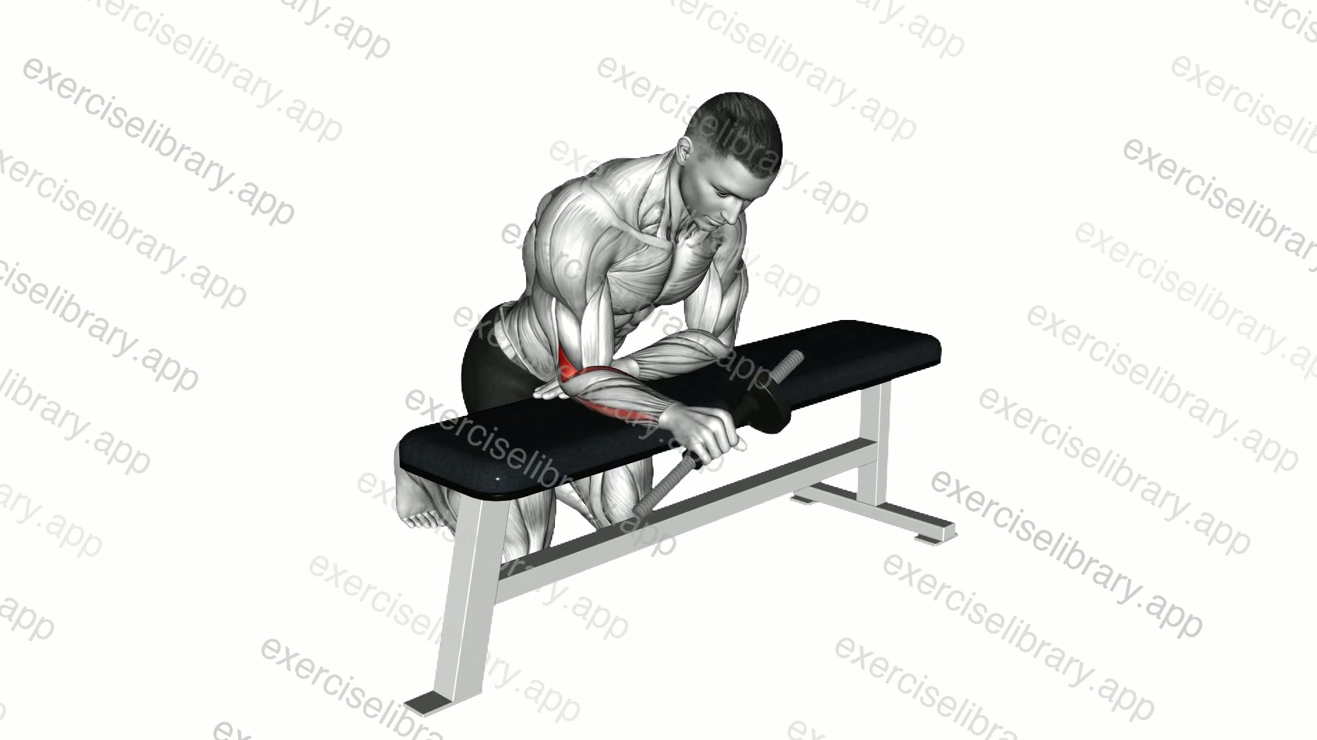 Dumbbell Wrist Supination demonstration