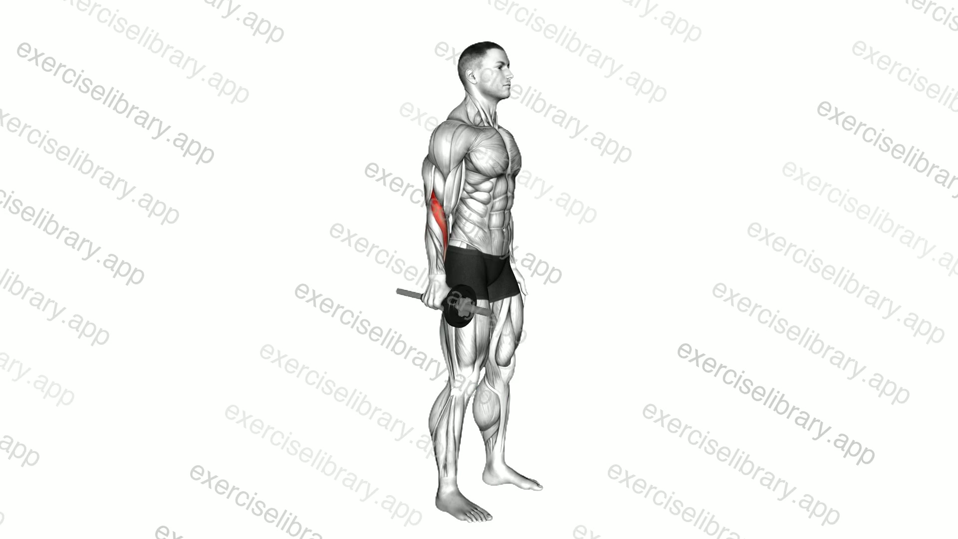 Dumbbell Standing Wrist Radial Flexion demonstration