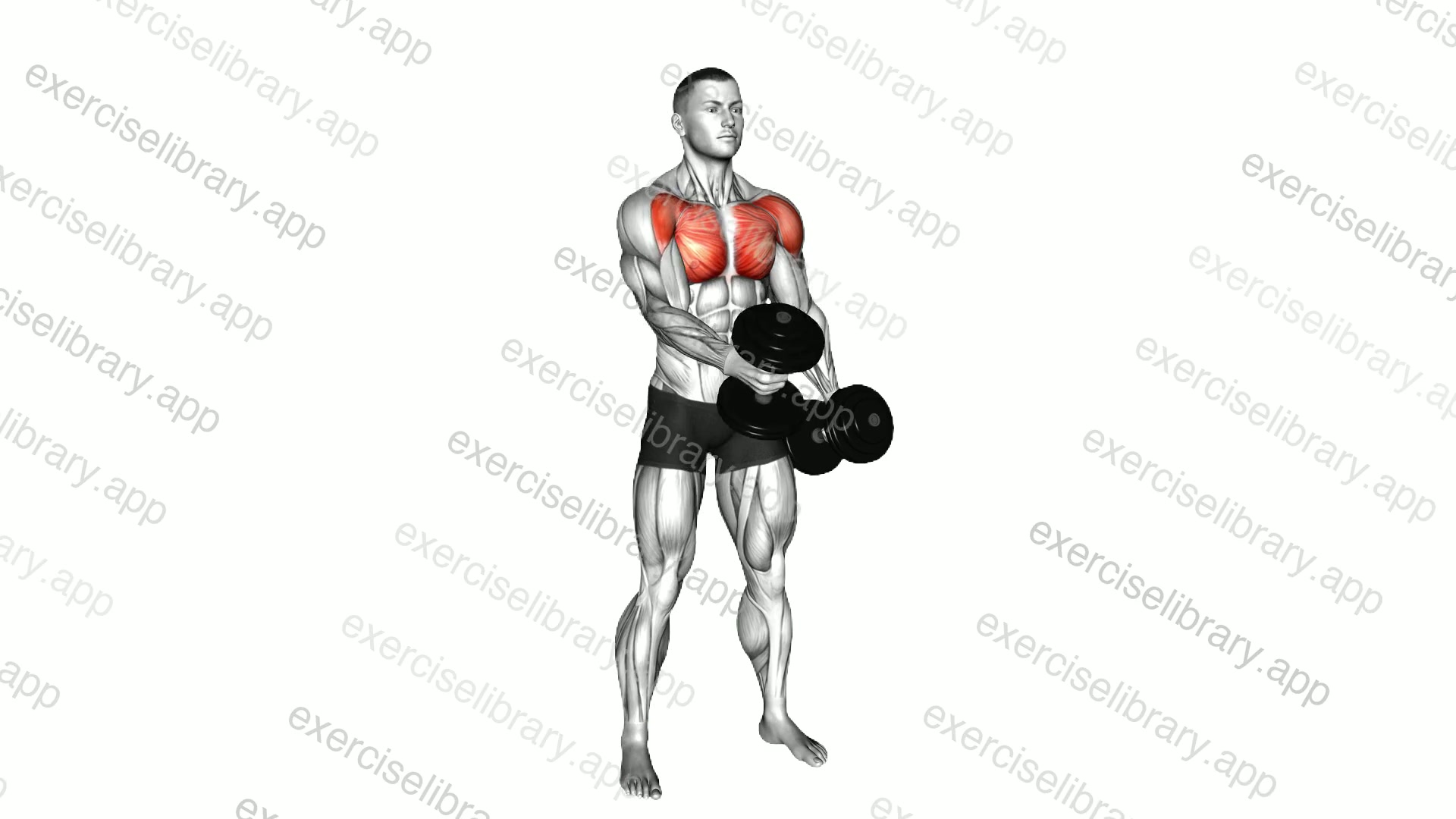 Dumbbell Standing Alternating Cross Raise demonstration