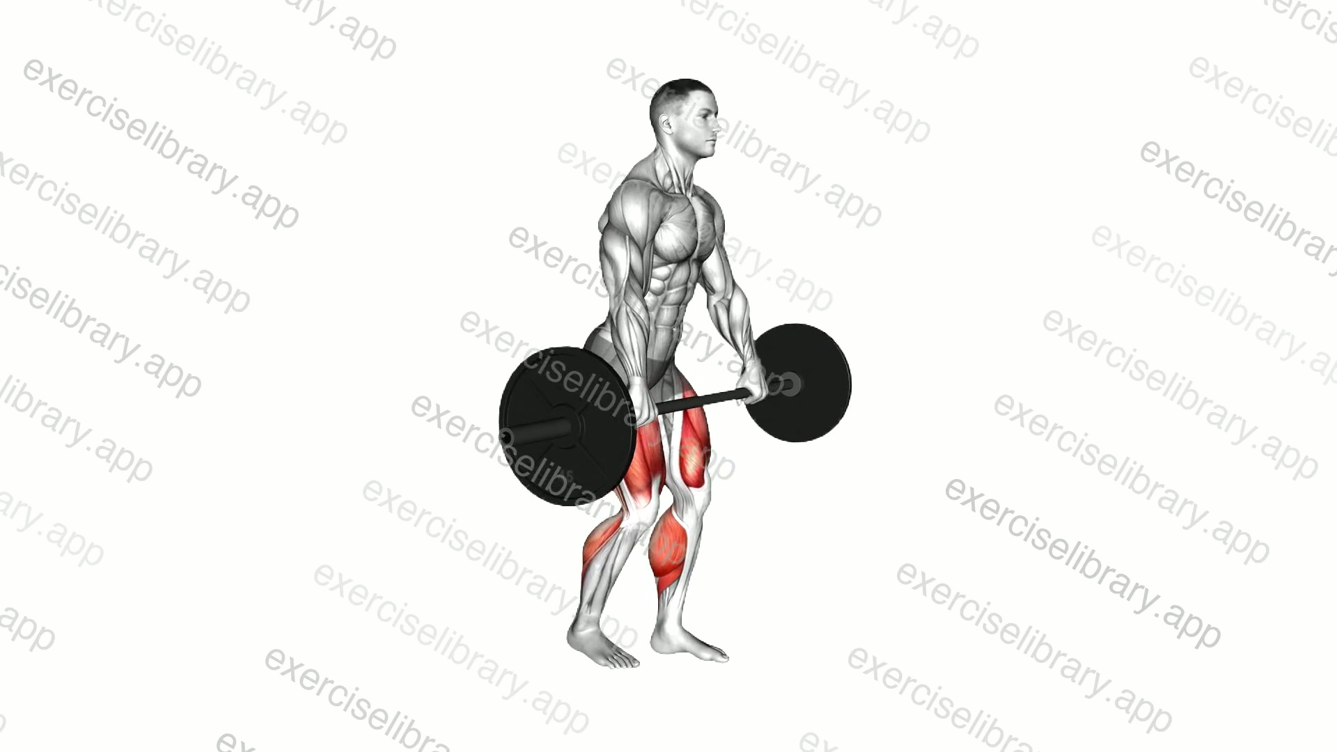 Barbell Split Stance RDL demonstration