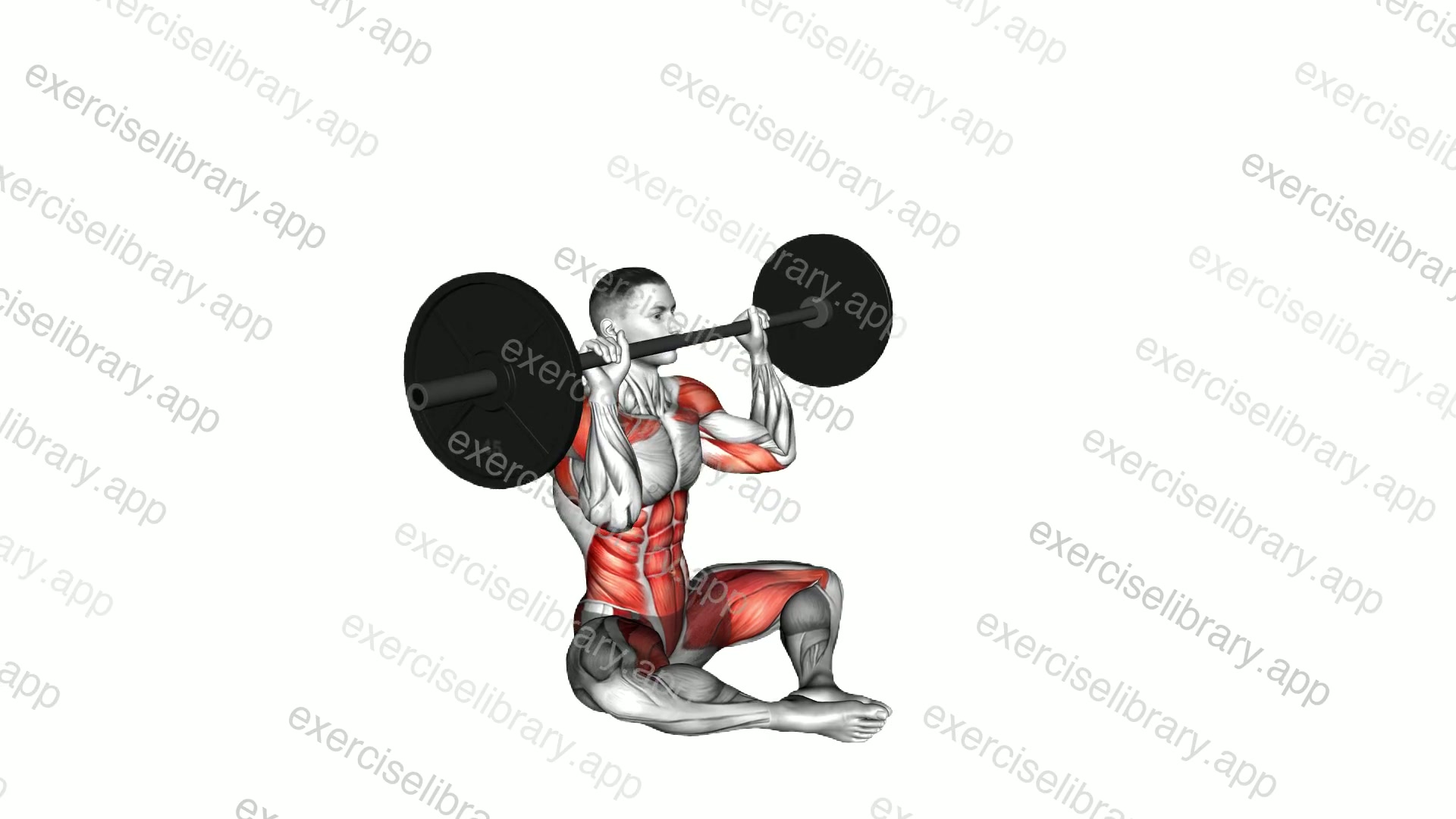 Barbell Butterfly Z Press demonstration