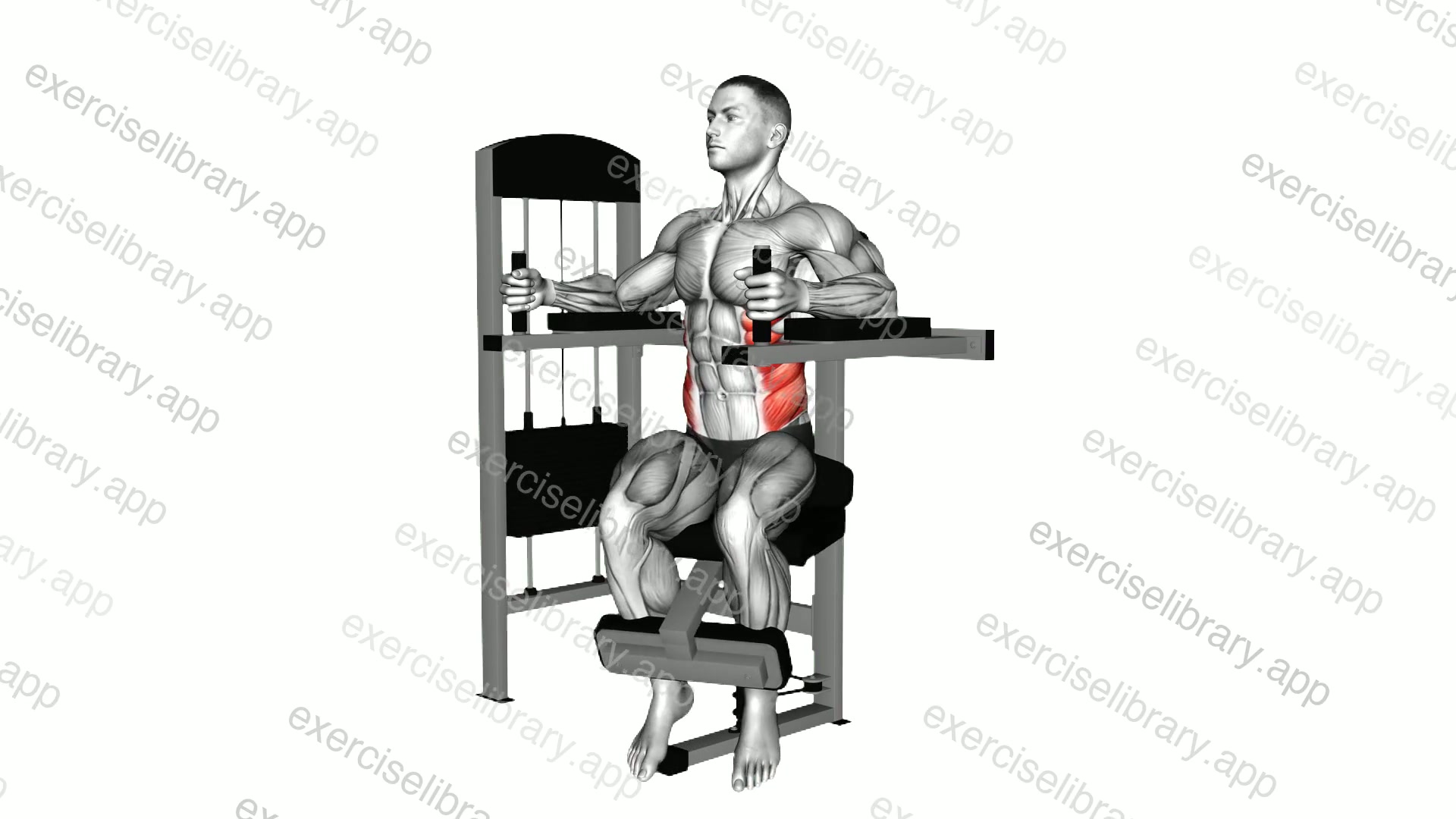 Lever Torso Rotation demonstration