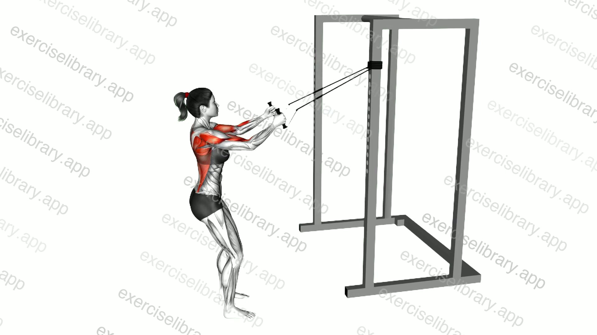 Band Narrow Grip High Row demonstration