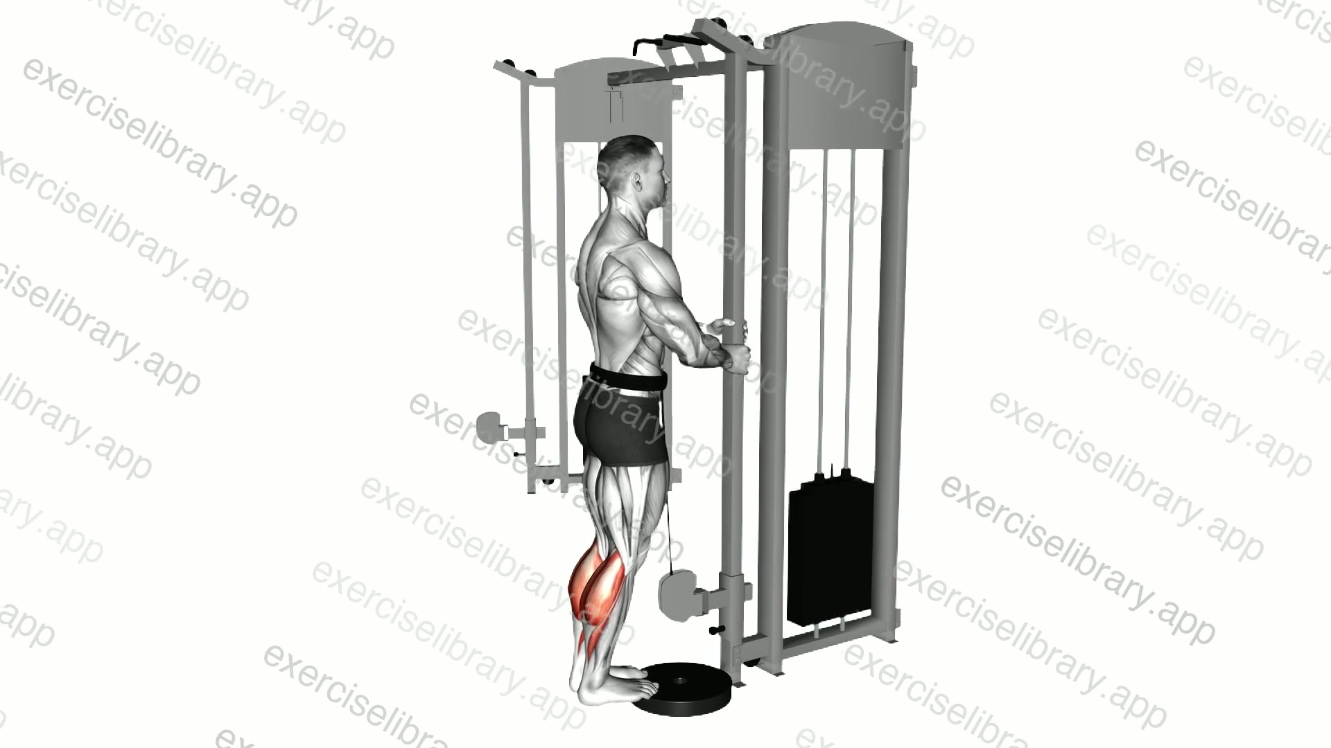 Cable Standing Calf Raise demonstration