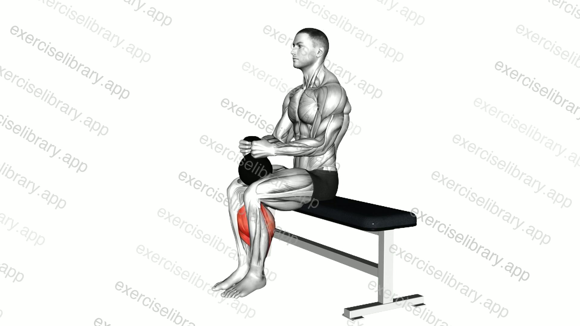 Kettlebell Sitting Calf Raise demonstration