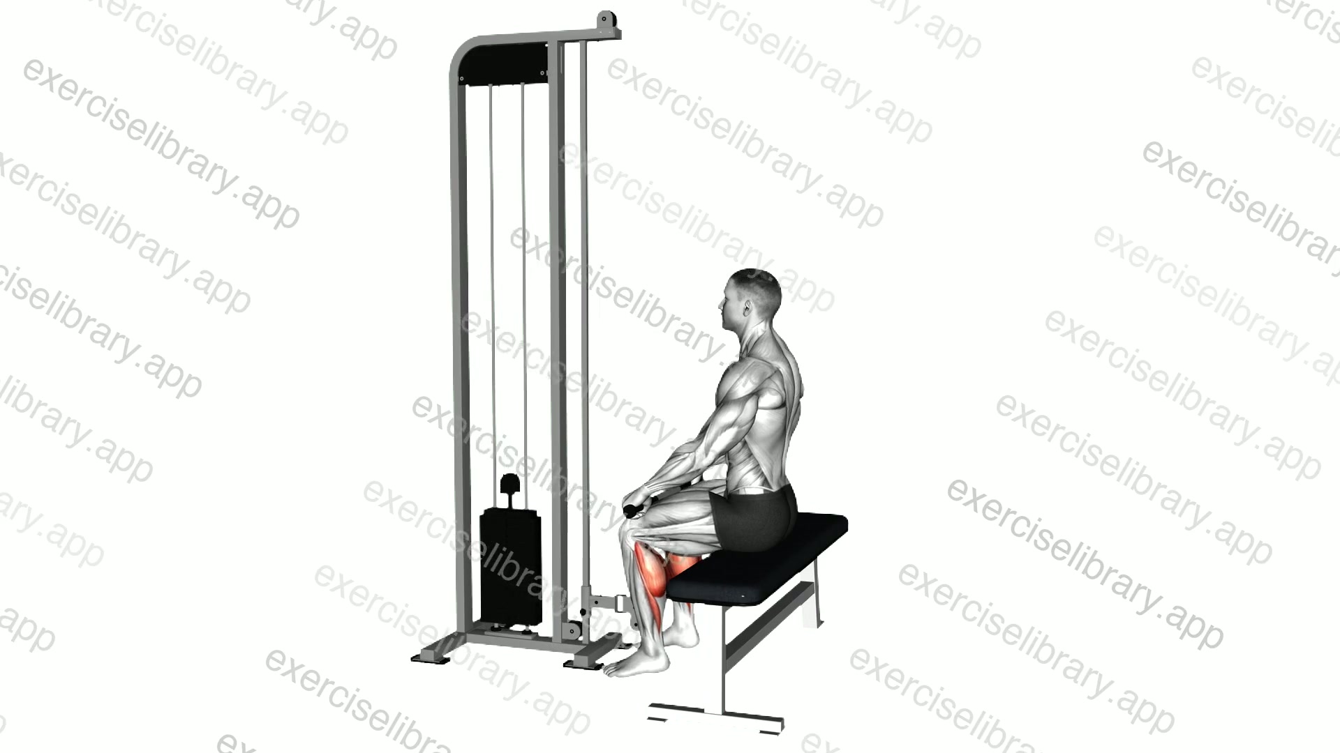 Cable Sitting Calf Raise demonstration