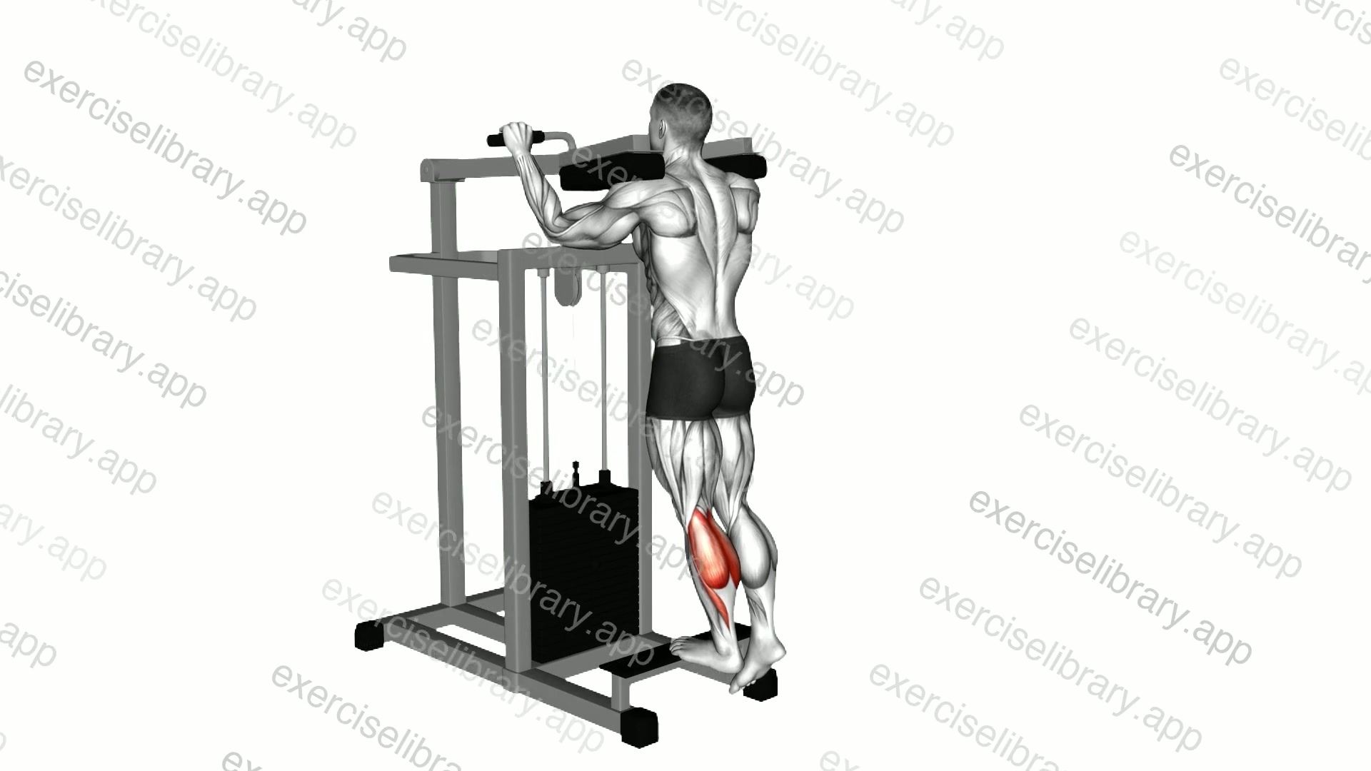 Lever Standing Single Leg Calf Raise demonstration