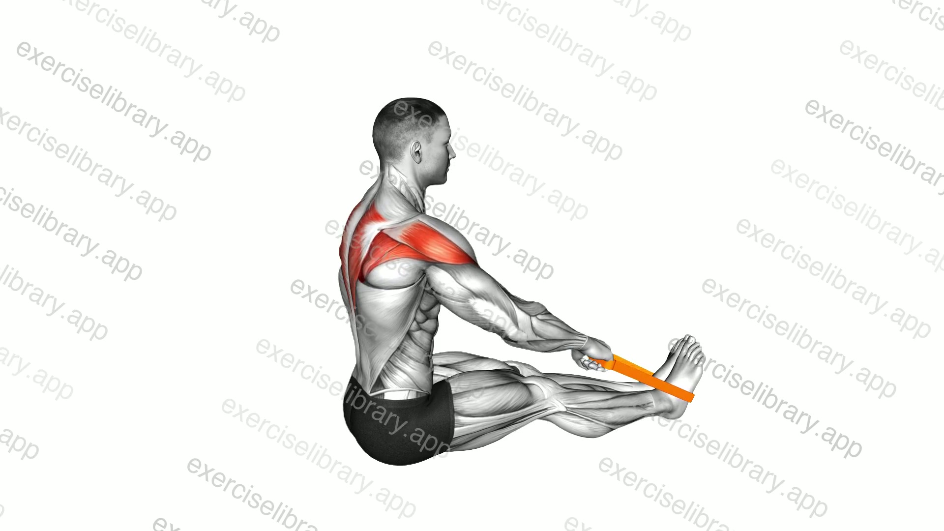 Resistance Band Seated Wide Row demonstration