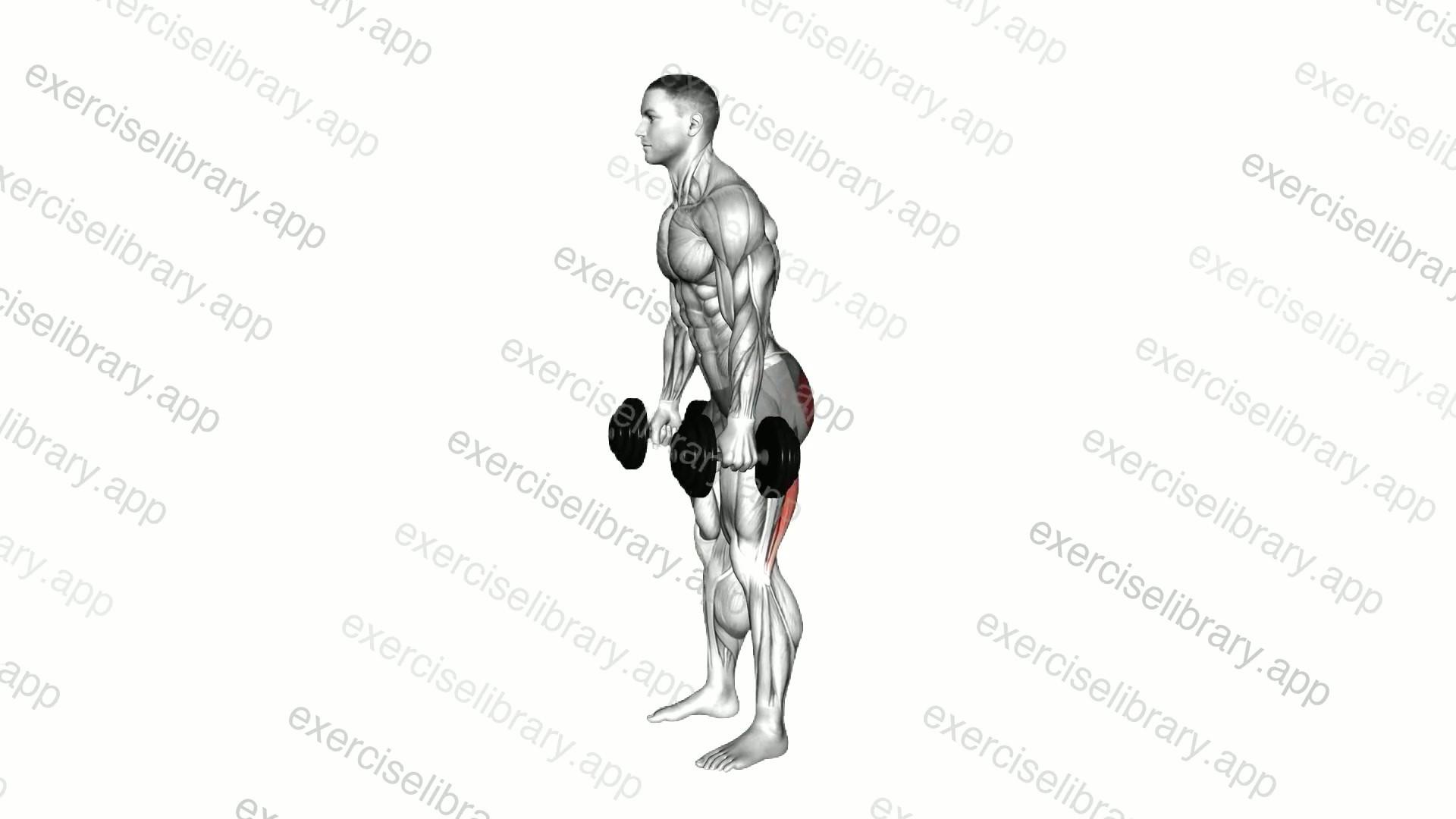 Dumbbell Good Morning demonstration