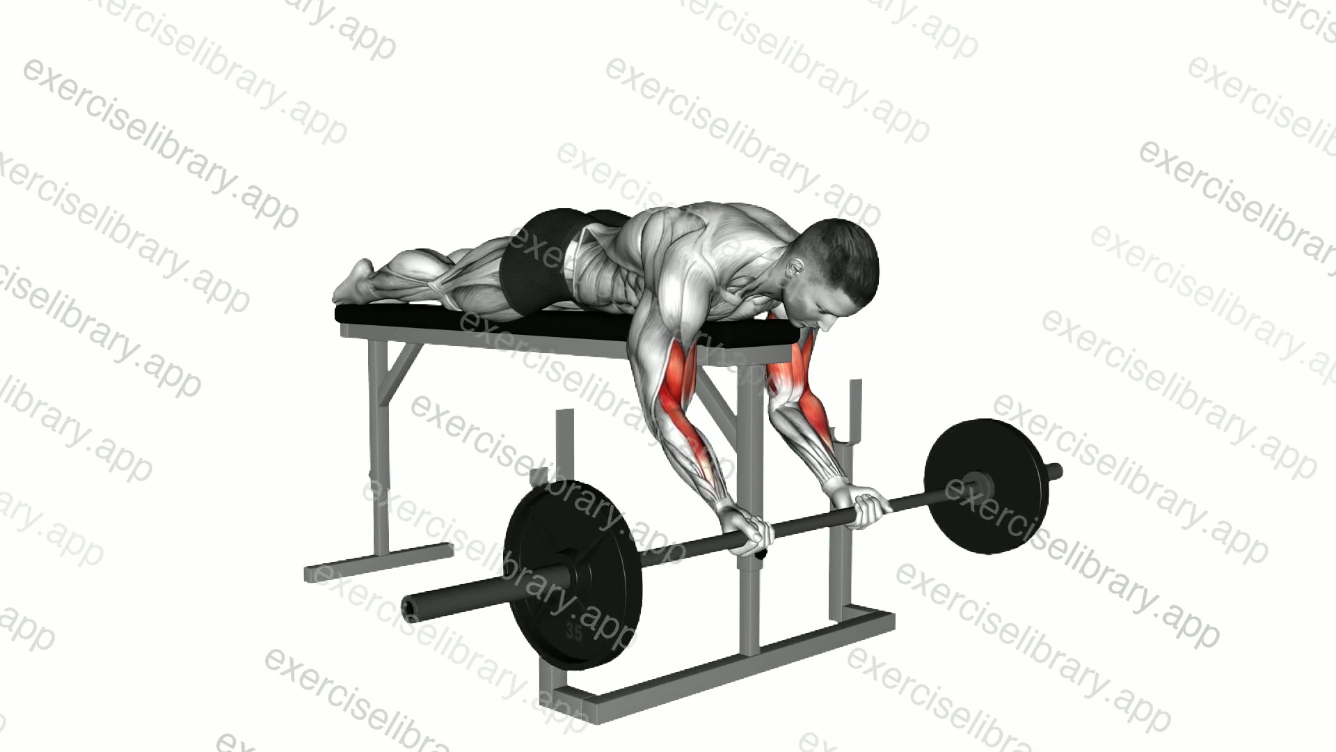 Barbell Lying Biceps Curl demonstration
