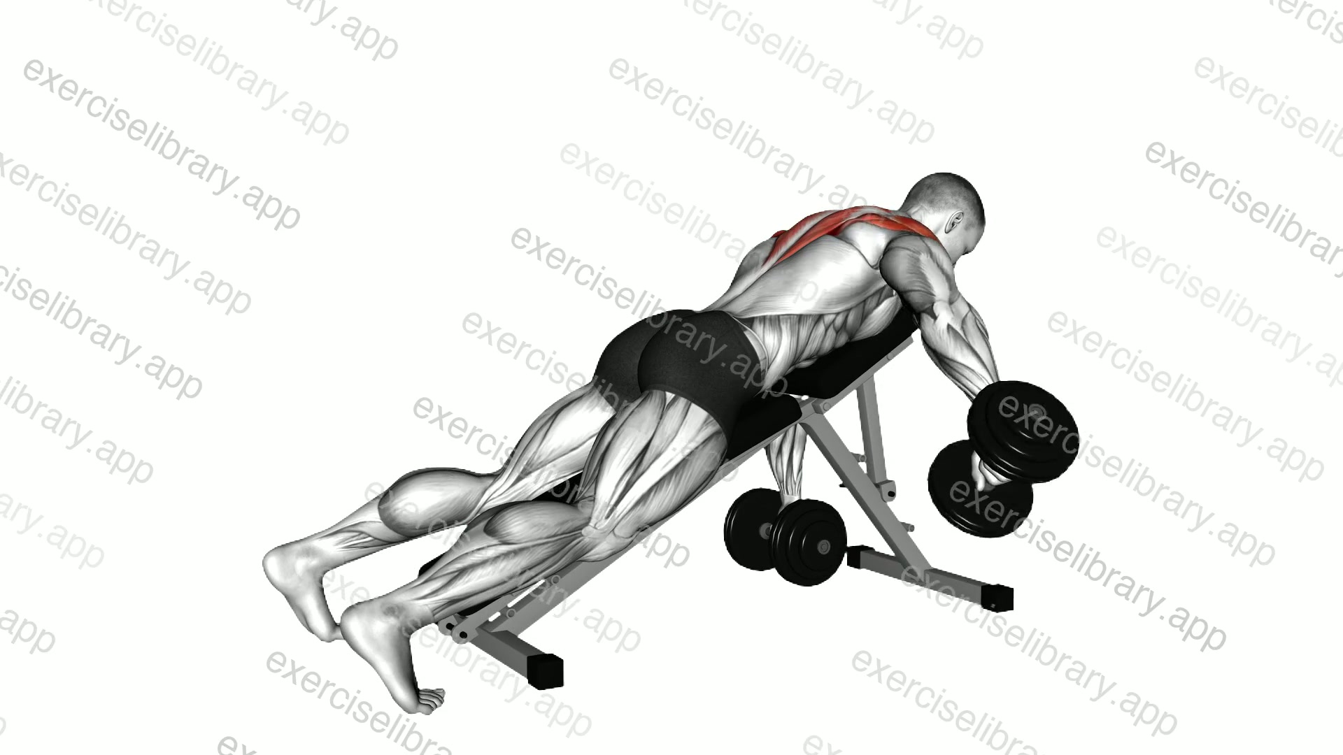 Dumbbell Incline Alternate Neutral Grip Reverse Fly demonstration