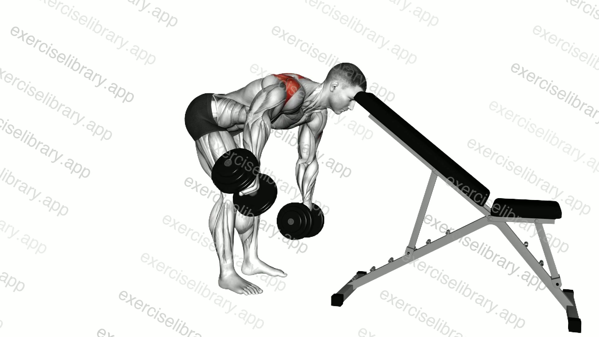 Dumbbell Neutral Grip Alternating Rear Lateral Raise demonstration