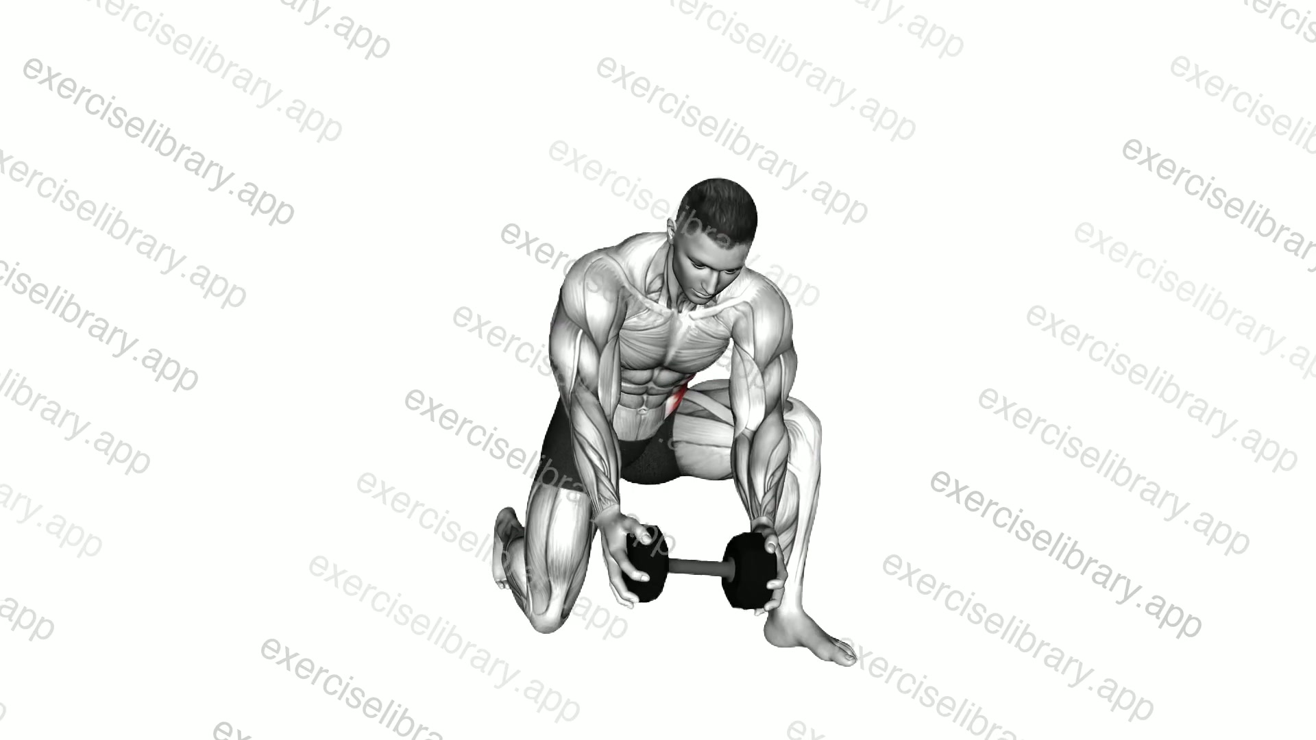 Dumbbell Half Kneeling Thor Lift demonstration