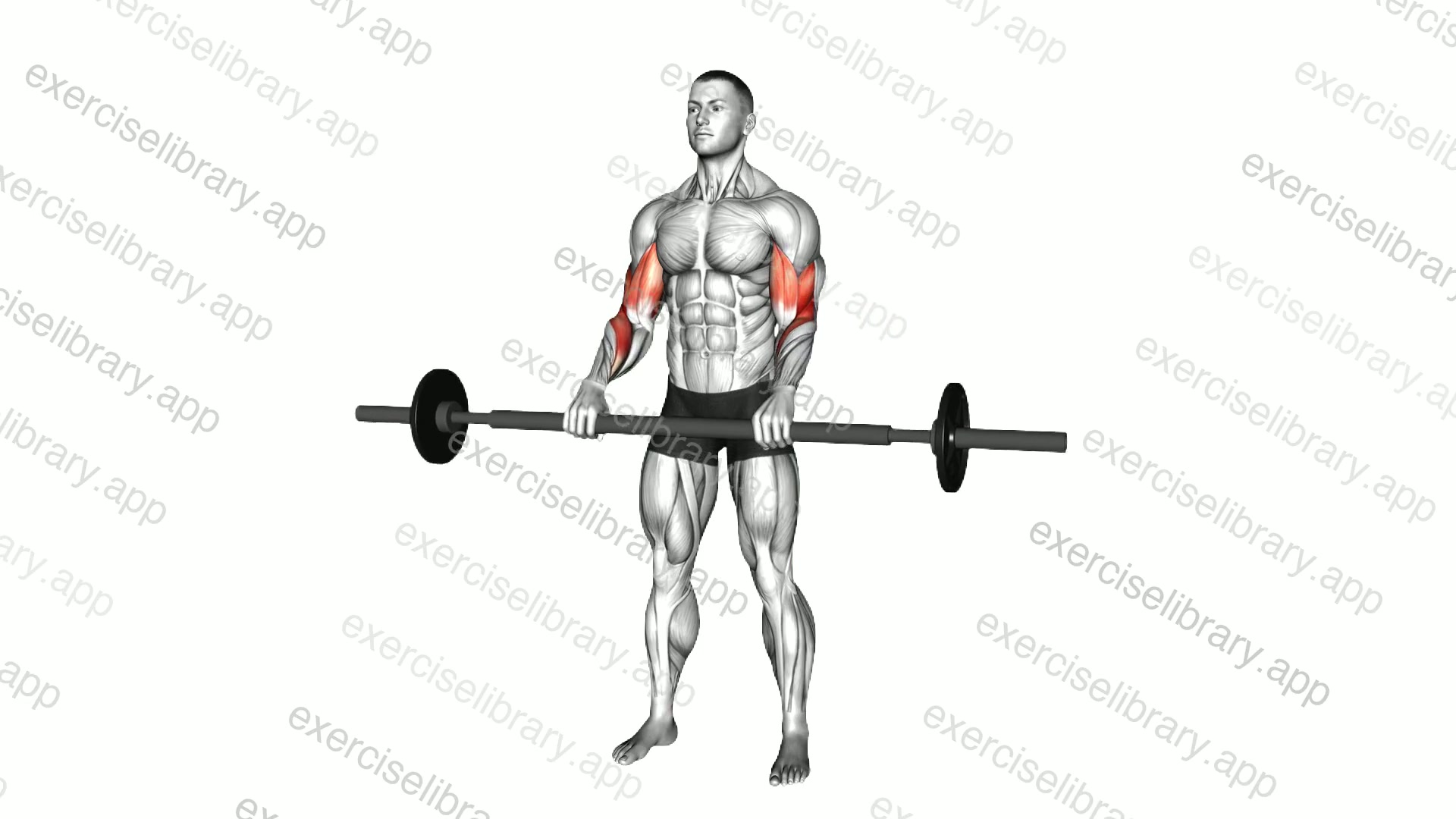 Barbell Fat Bar Reverse Curl demonstration