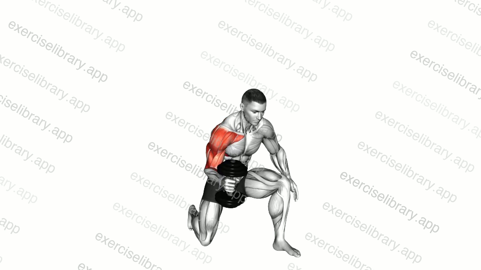 Dumbbell Half Kneeling Single Arm Clean Press demonstration