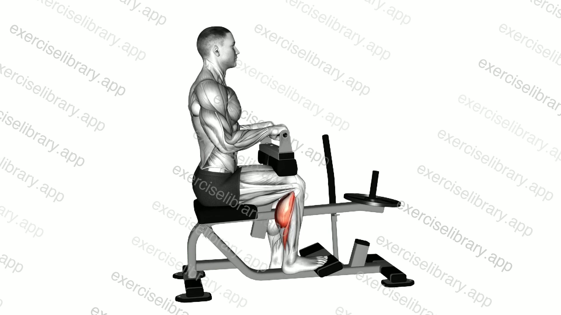 Lever Seated Single Leg Calf Raise demonstration