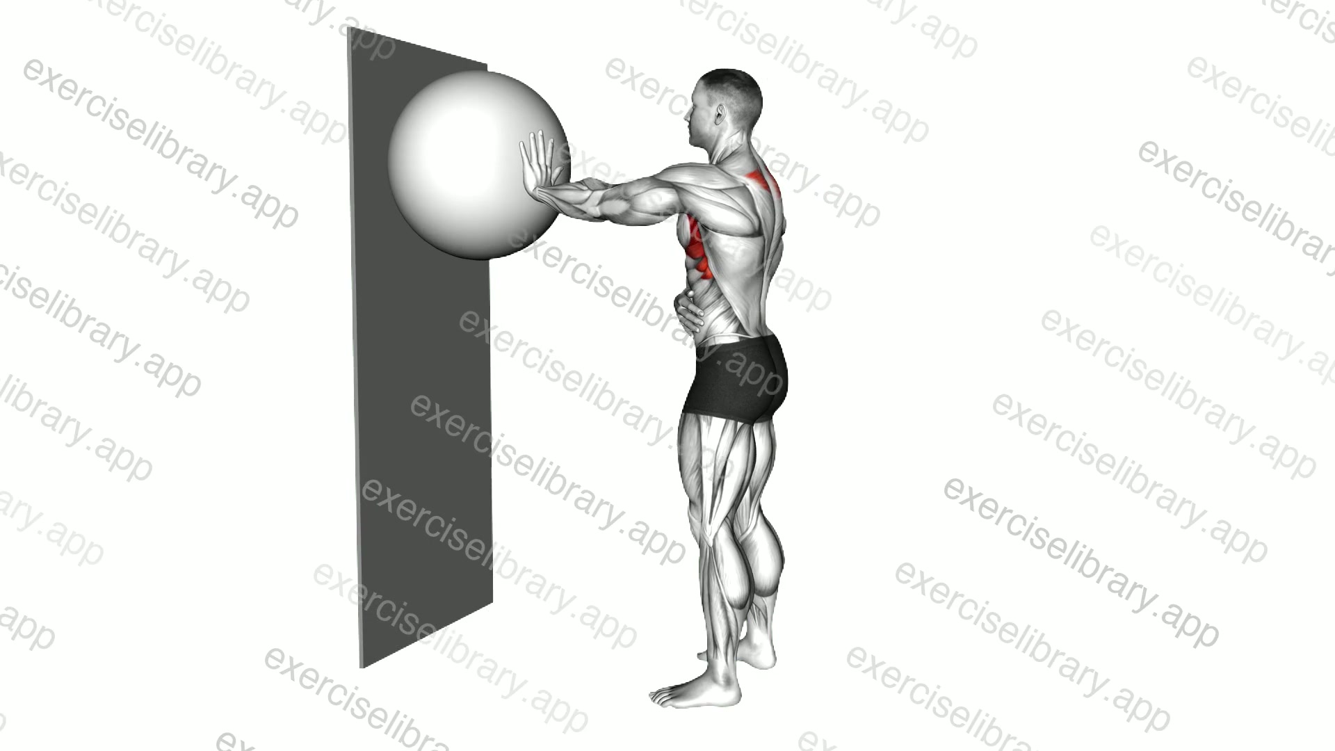 Exercise Ball Serratus Anterior Activation demonstration