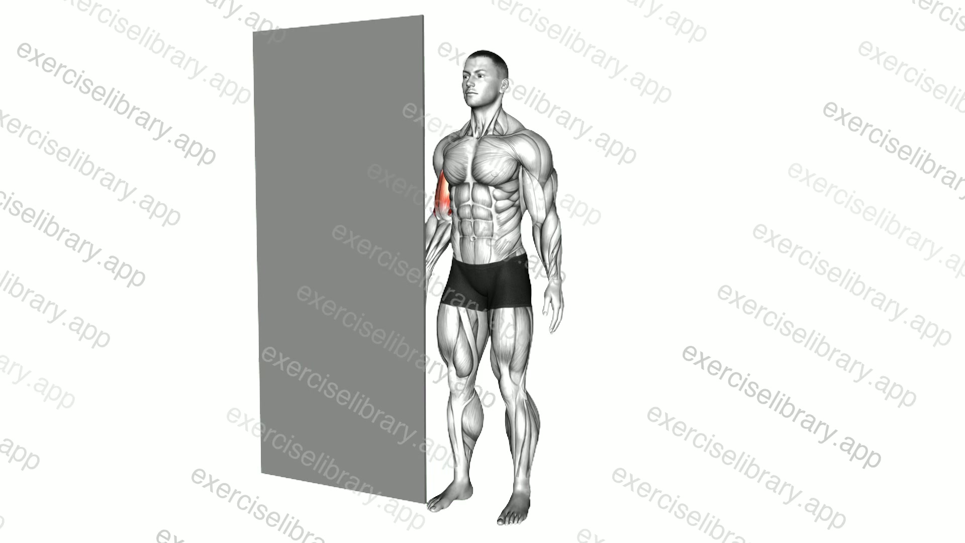 Standing Isometric Biceps Hold demonstration