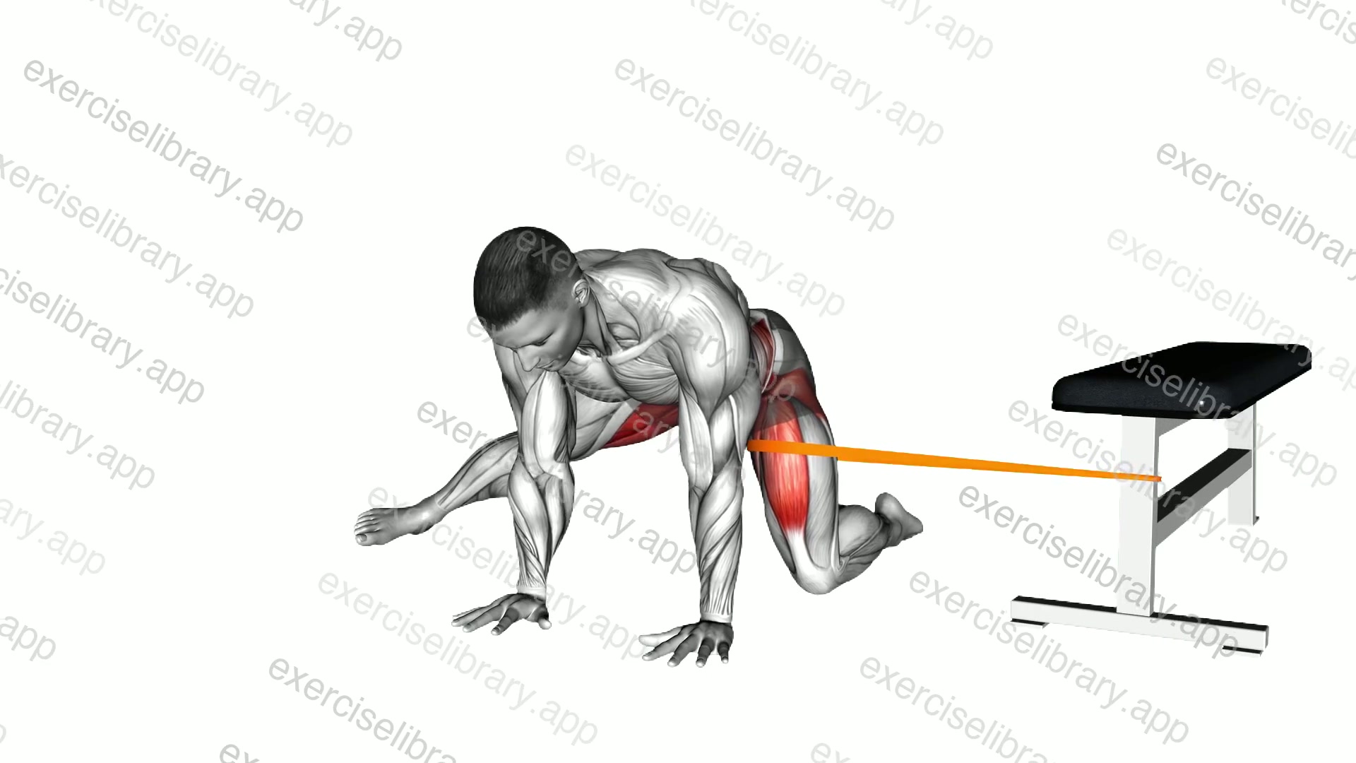 Resistance Band Kneeling Adductor Backward Stretch demonstration