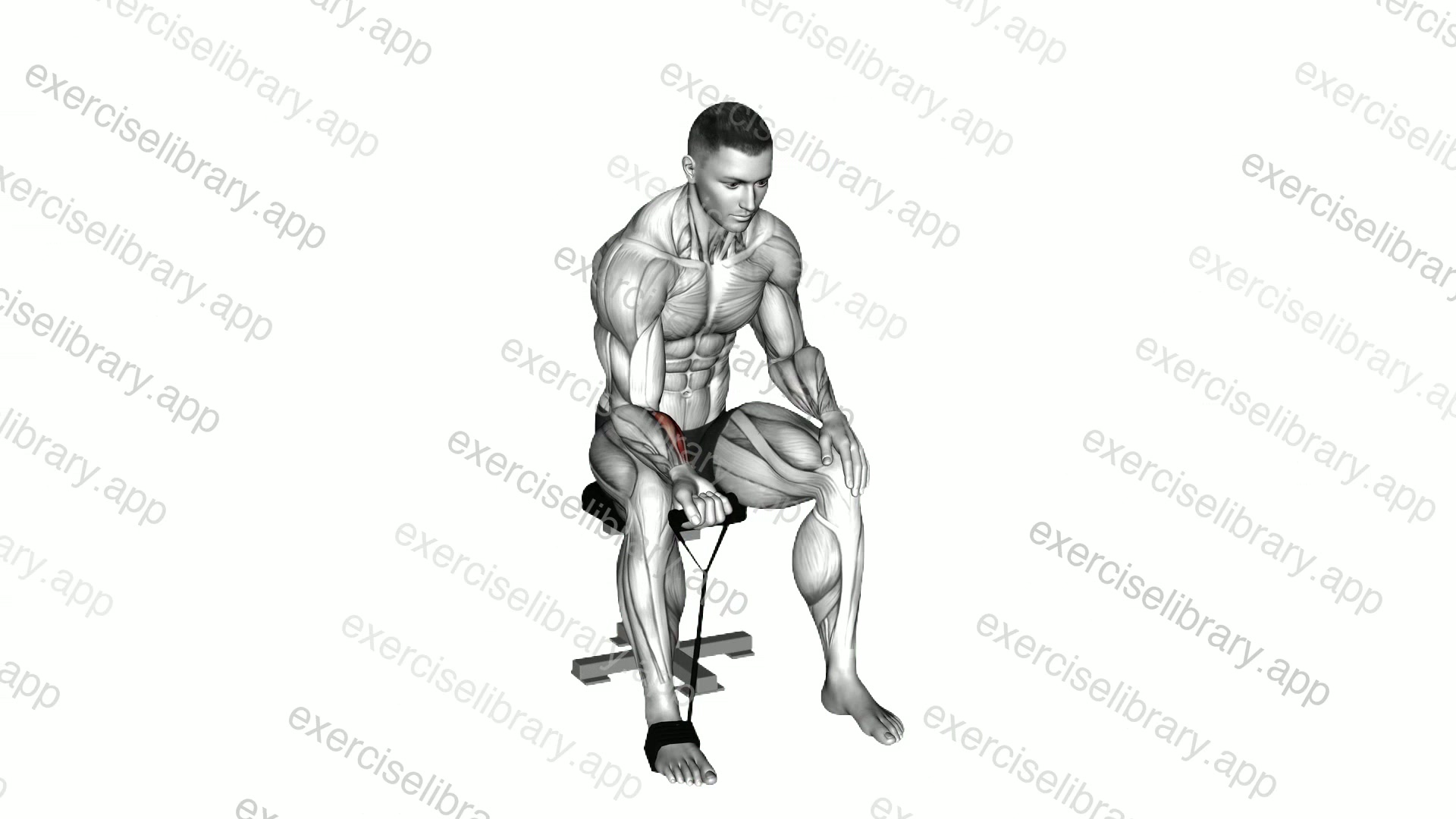 Band Wrist Curl demonstration