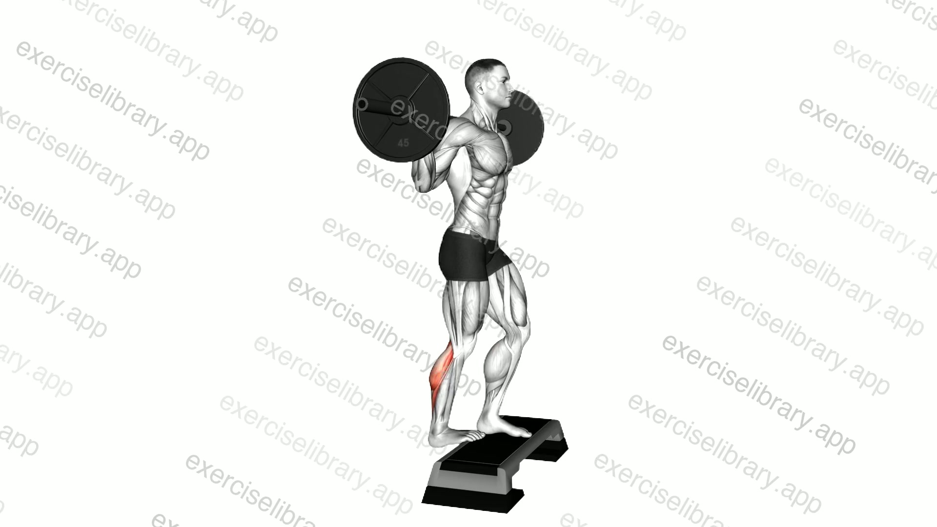 Barbell Standing Single Leg Calf Raise demonstration